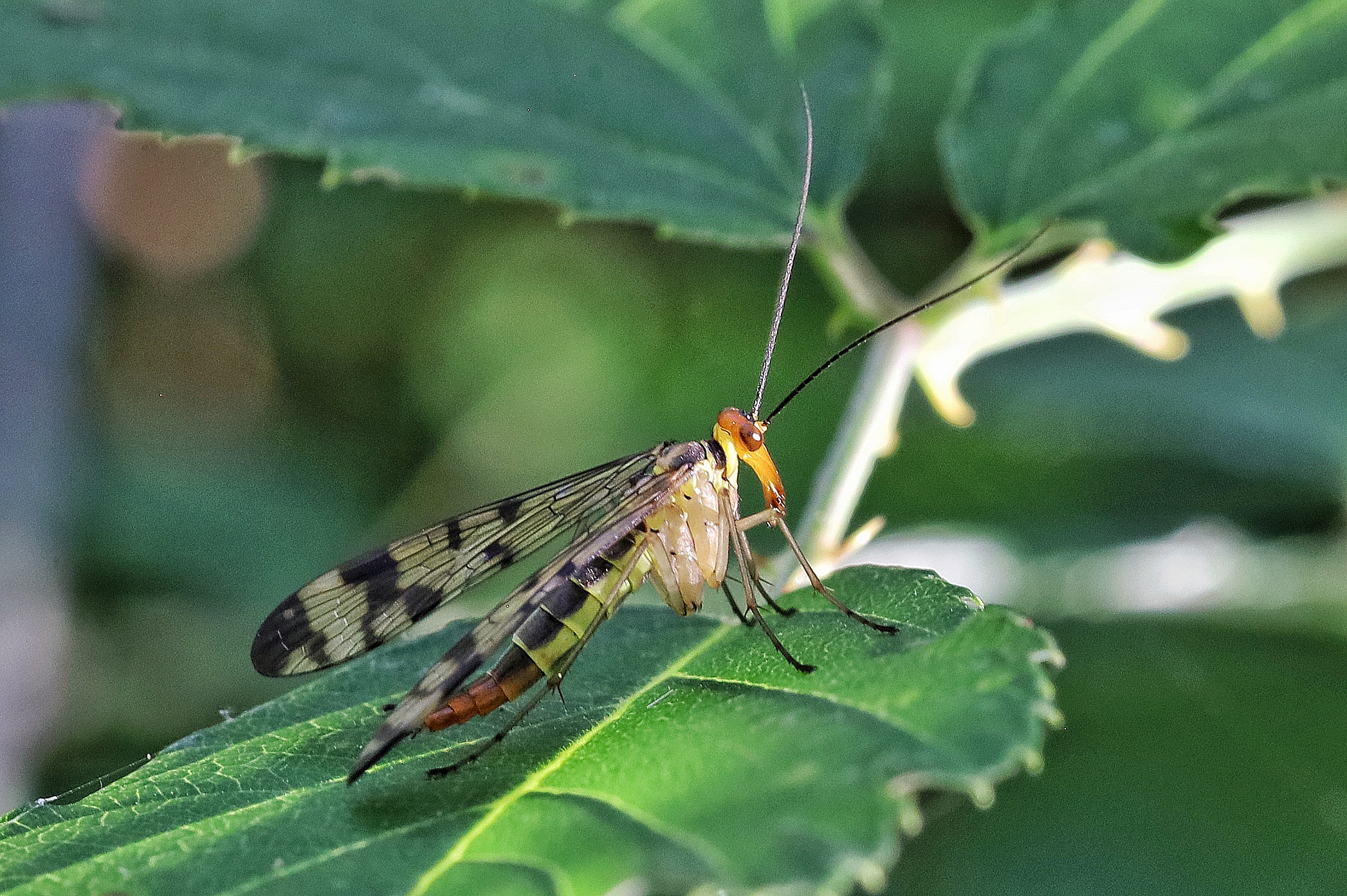 Panorpa cognata &female;