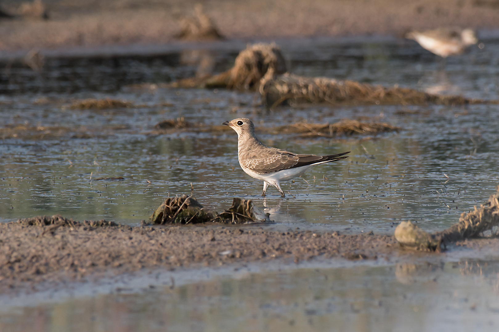 Sea partridge