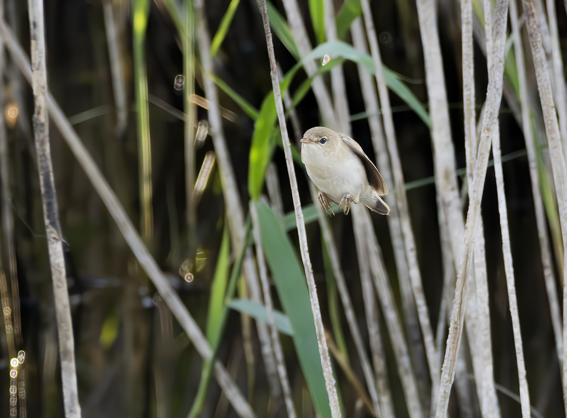 Common reed warbler