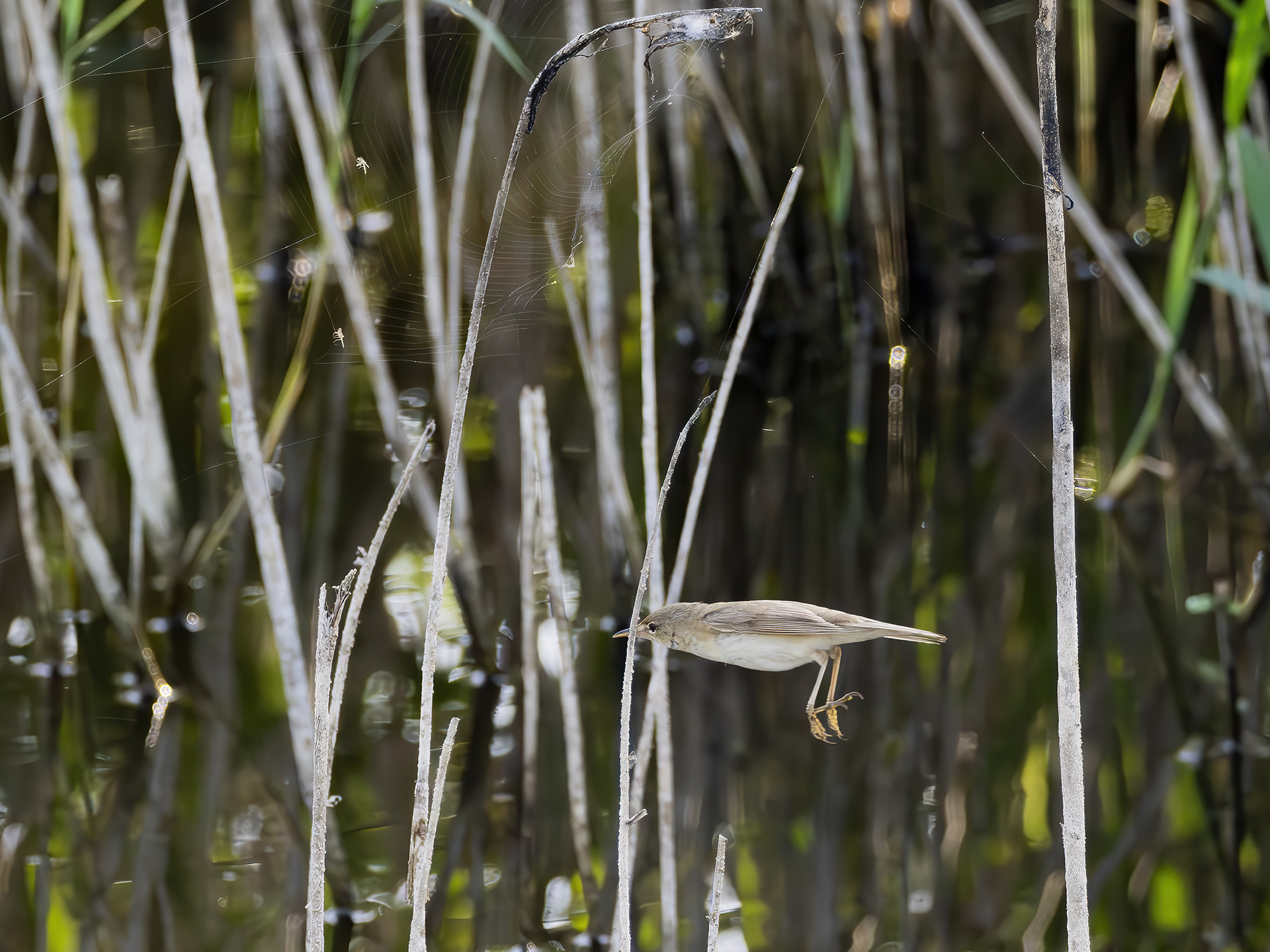Common reed warbler