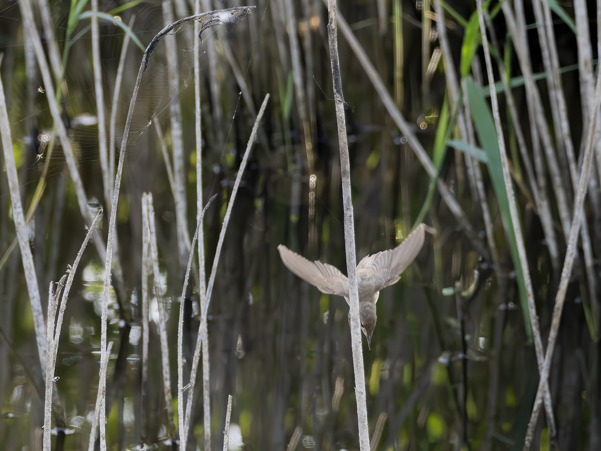 Common reed warbler