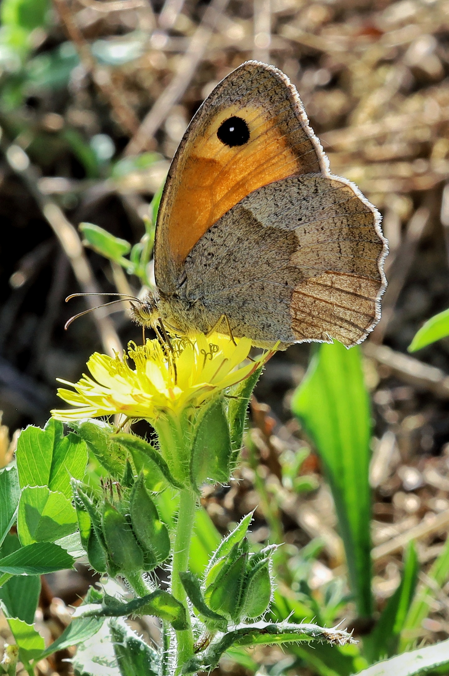 Maniola jurtina &female;