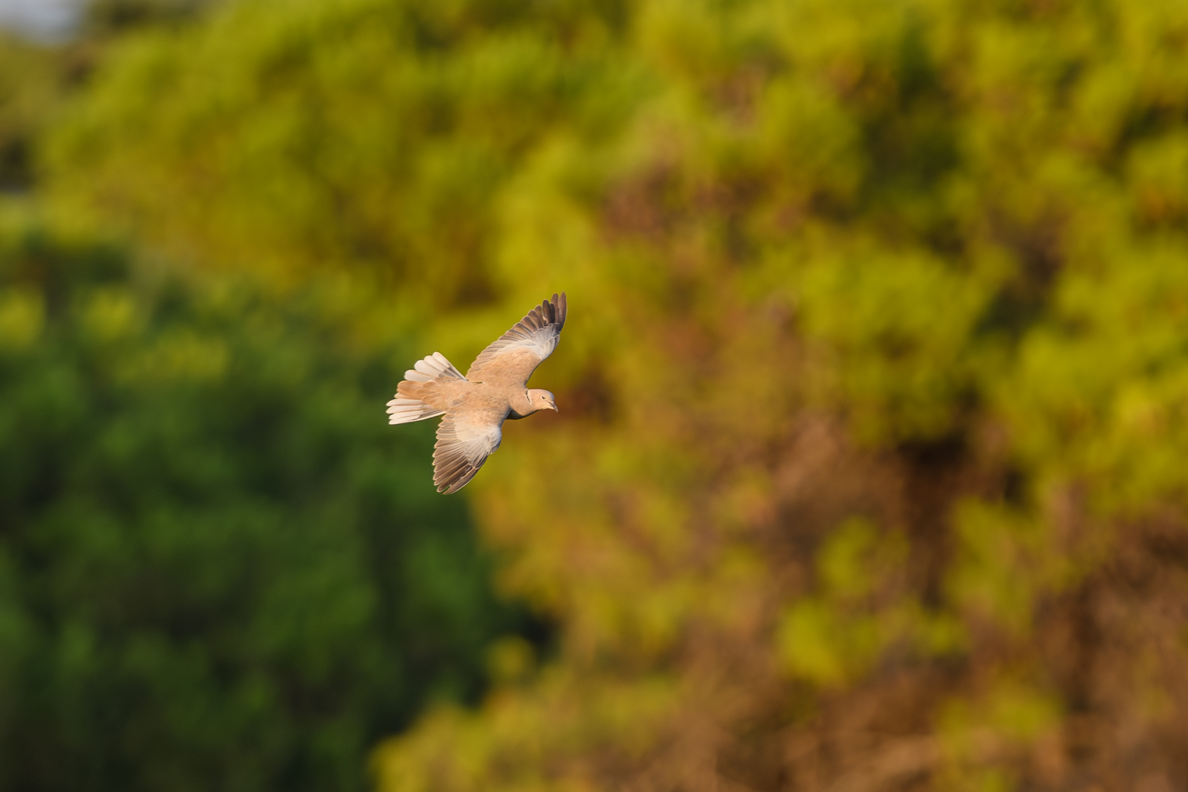 Turtle dove