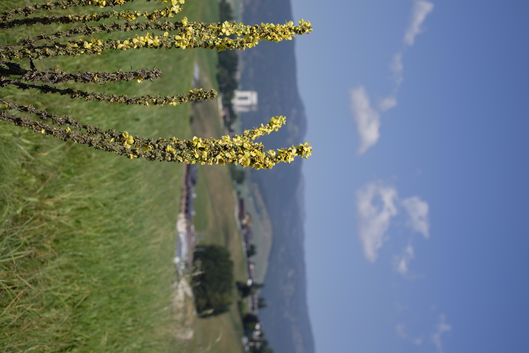 Flowers for the fallen