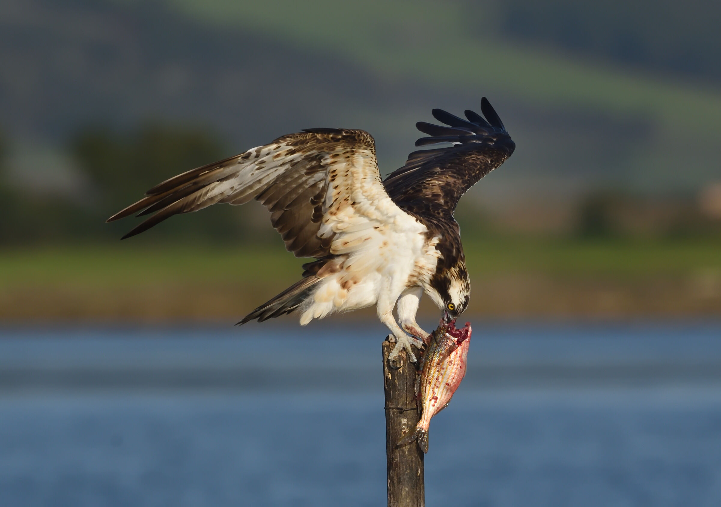A great catch