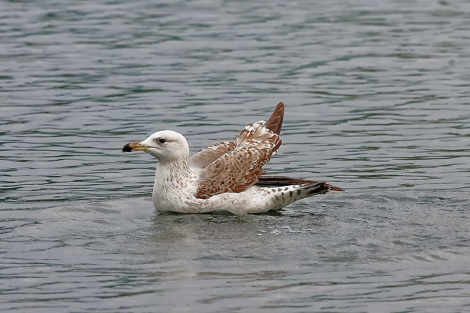 Gabbiano R 29 aprile 2023