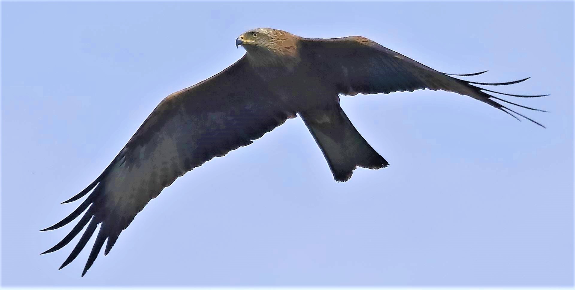 Nibbio bruno 06-04-2023