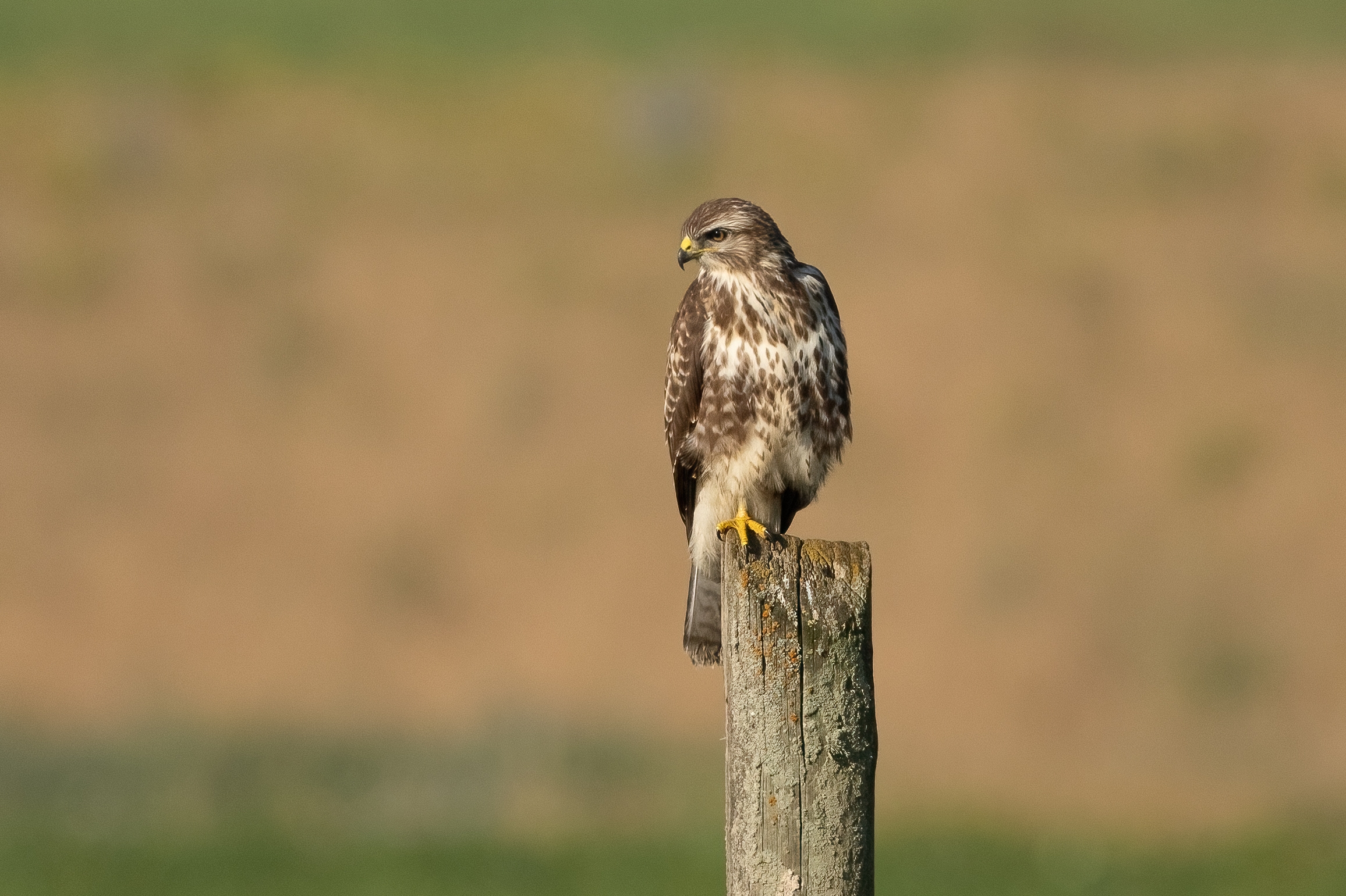 Buzzard (Buteo buteo)