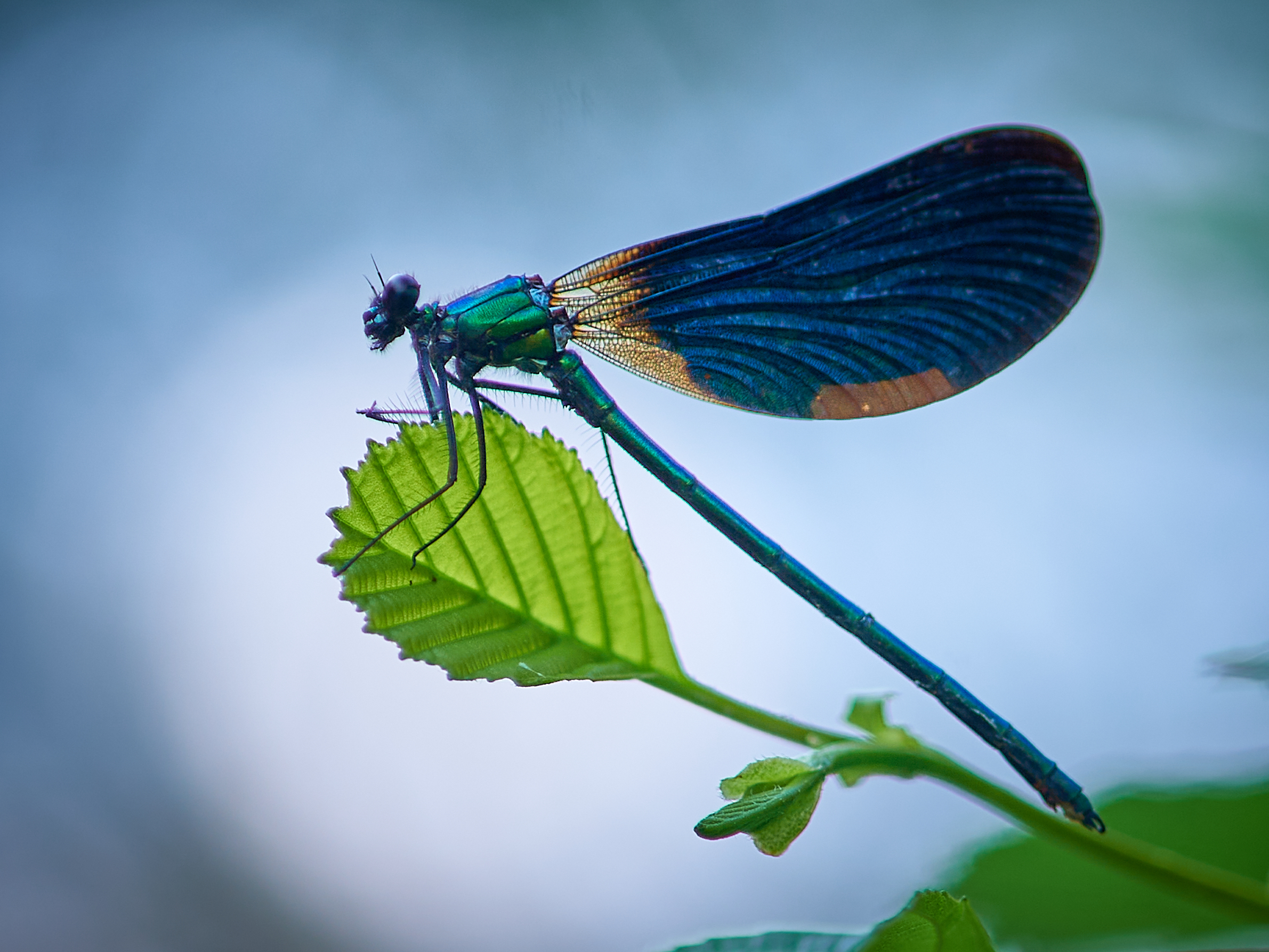 risalendo il torrente...