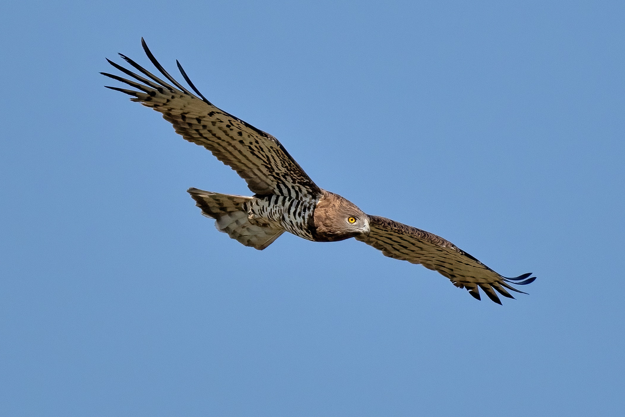 Short-toed eagle or Snake eagle (Circaetus gallicus)