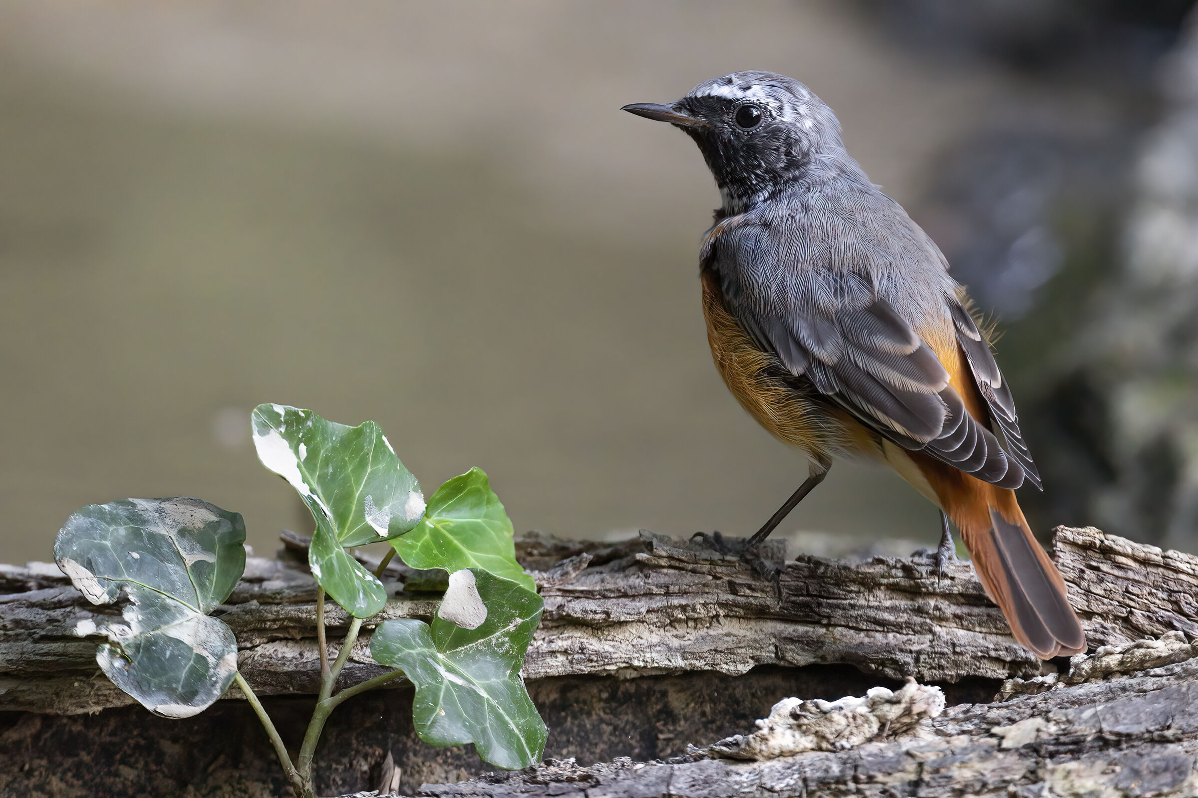 Redstart