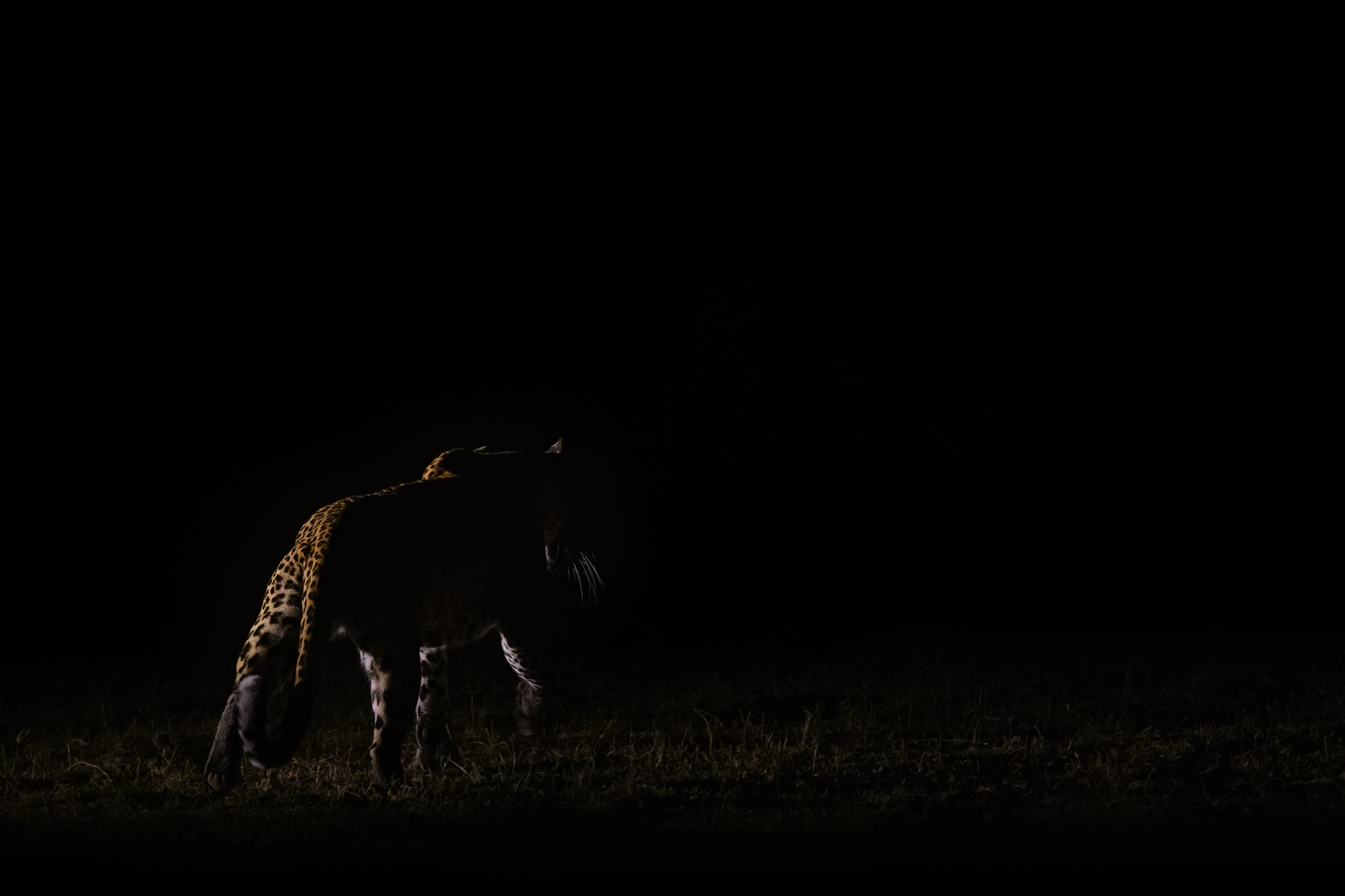 Leopard Darkness