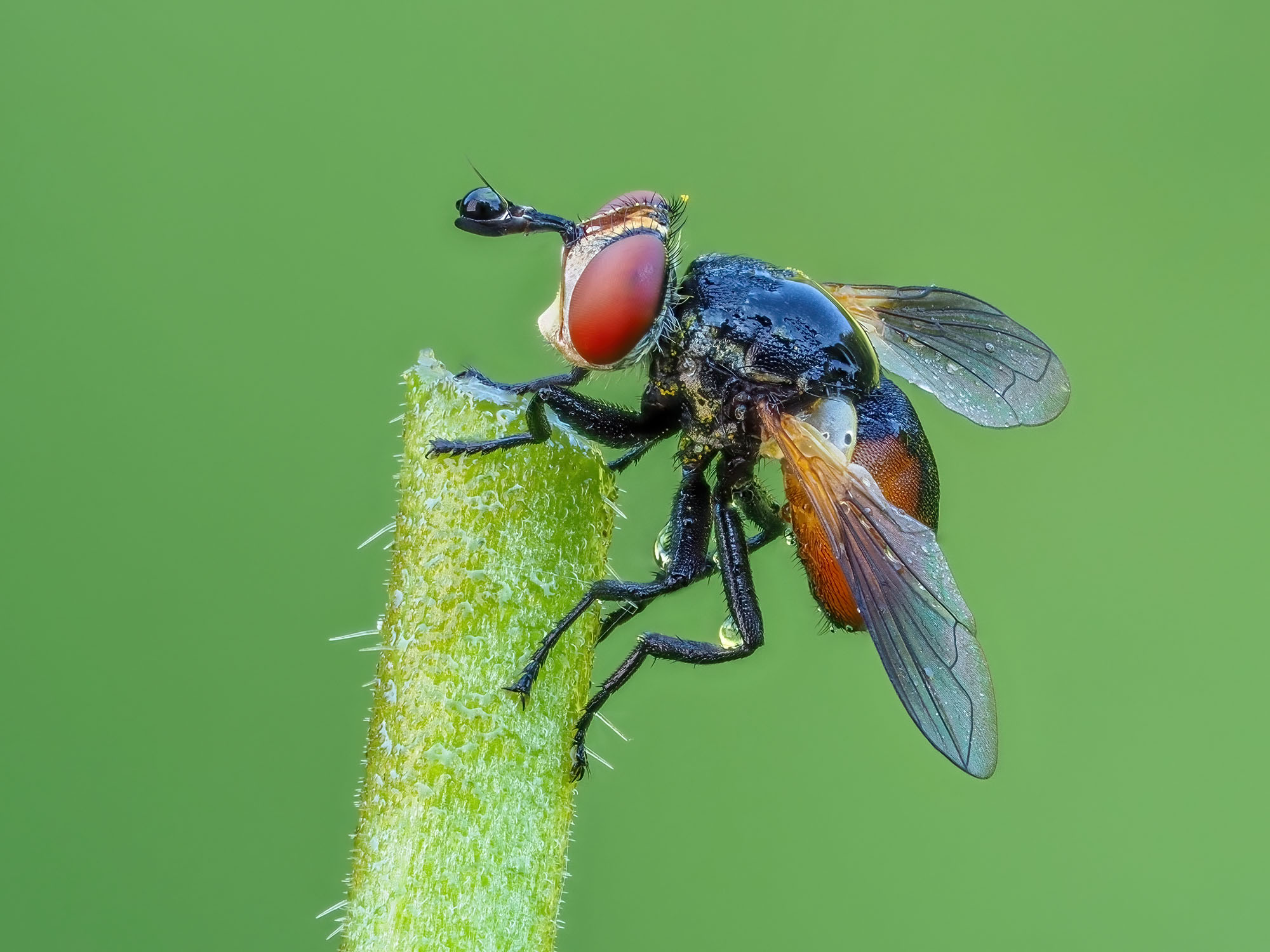 Gymnosoma sp.