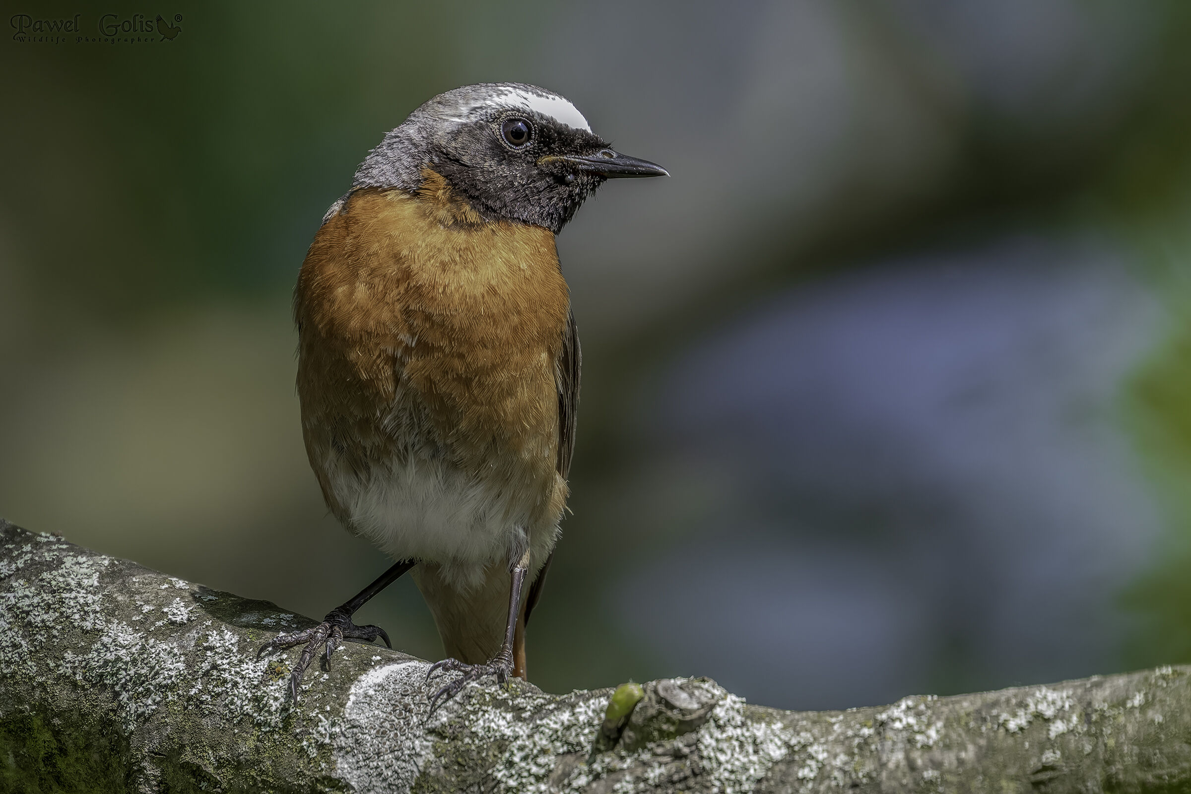 Codirosso (Phoenicurus phoenicurus)