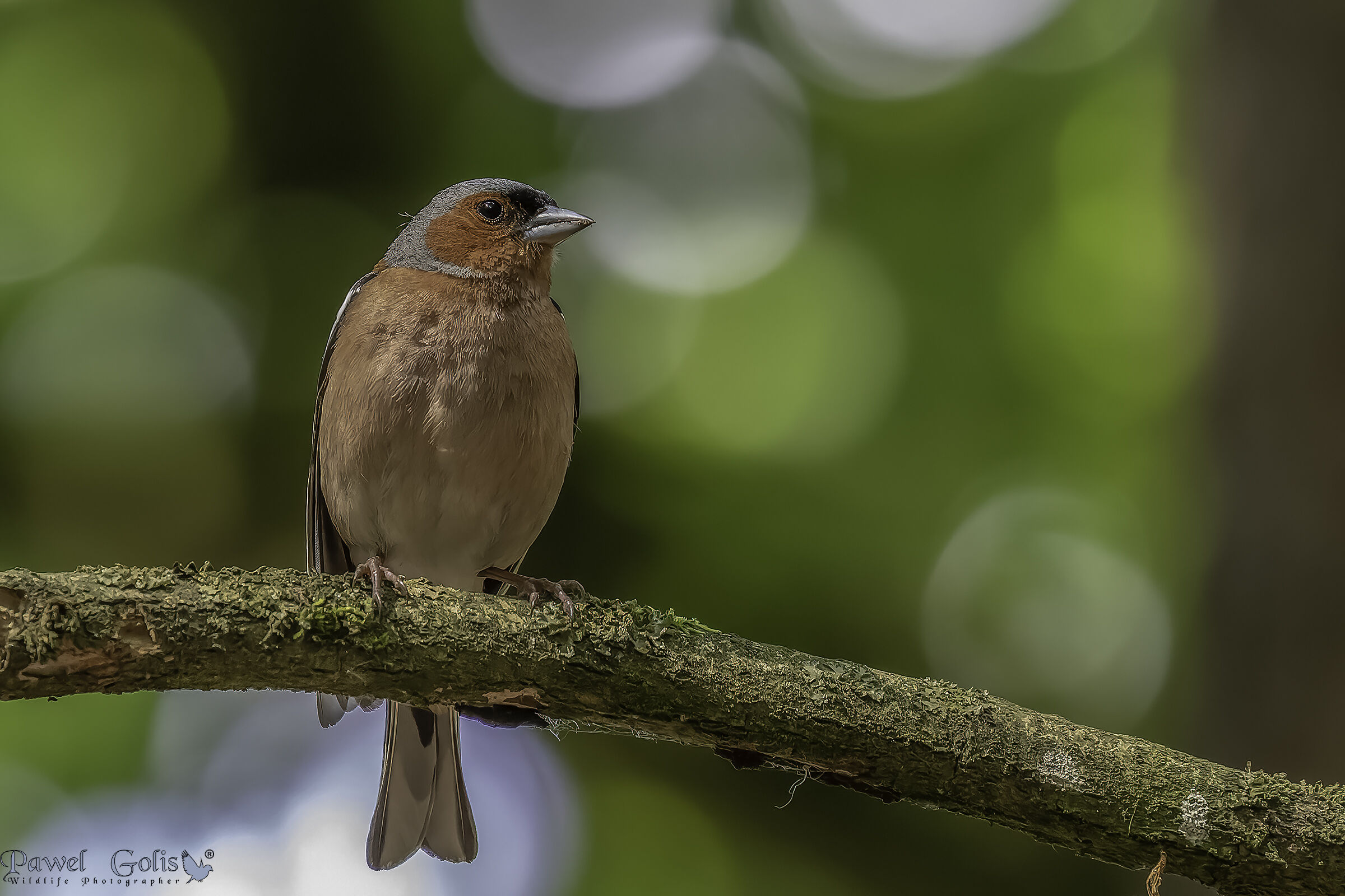 Fringuello comune (Fringilla coelebs)