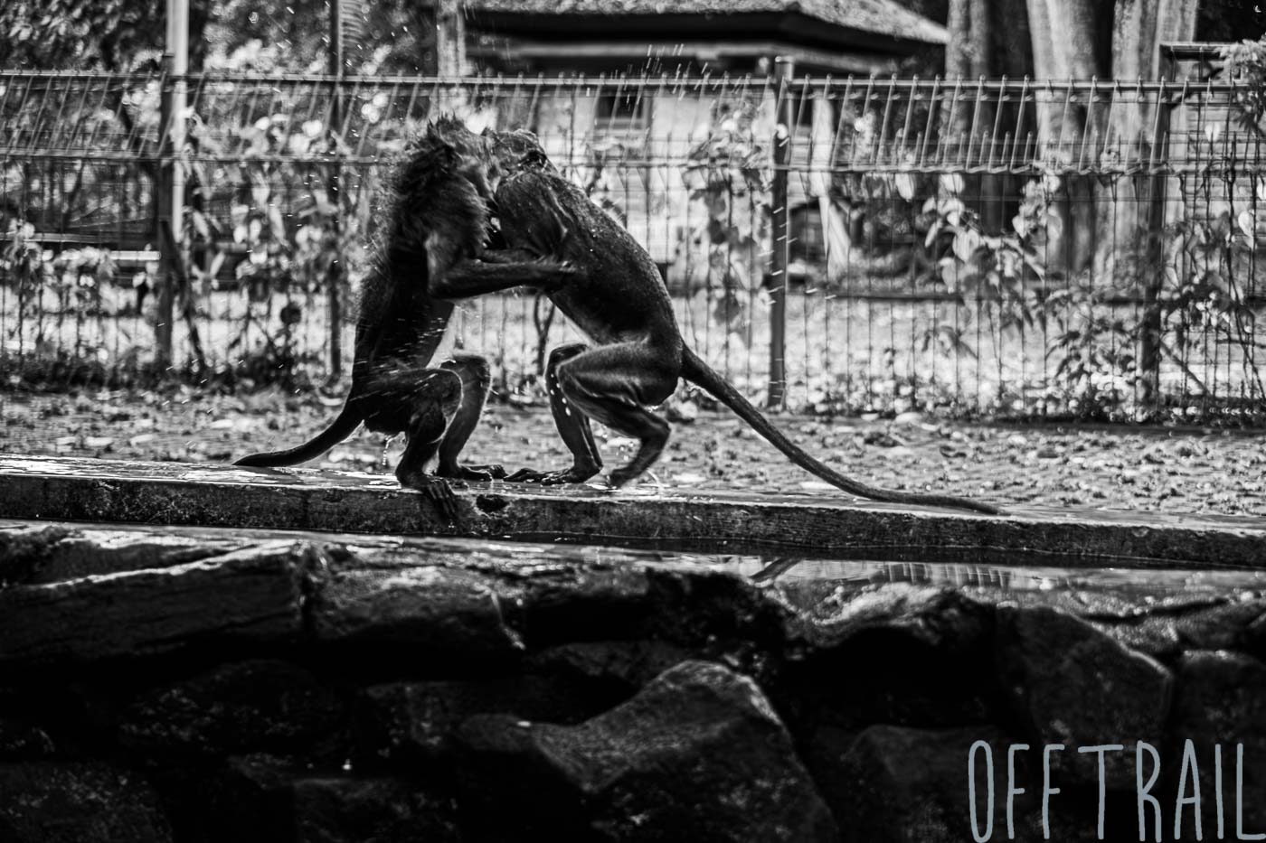 Monkey pool fight