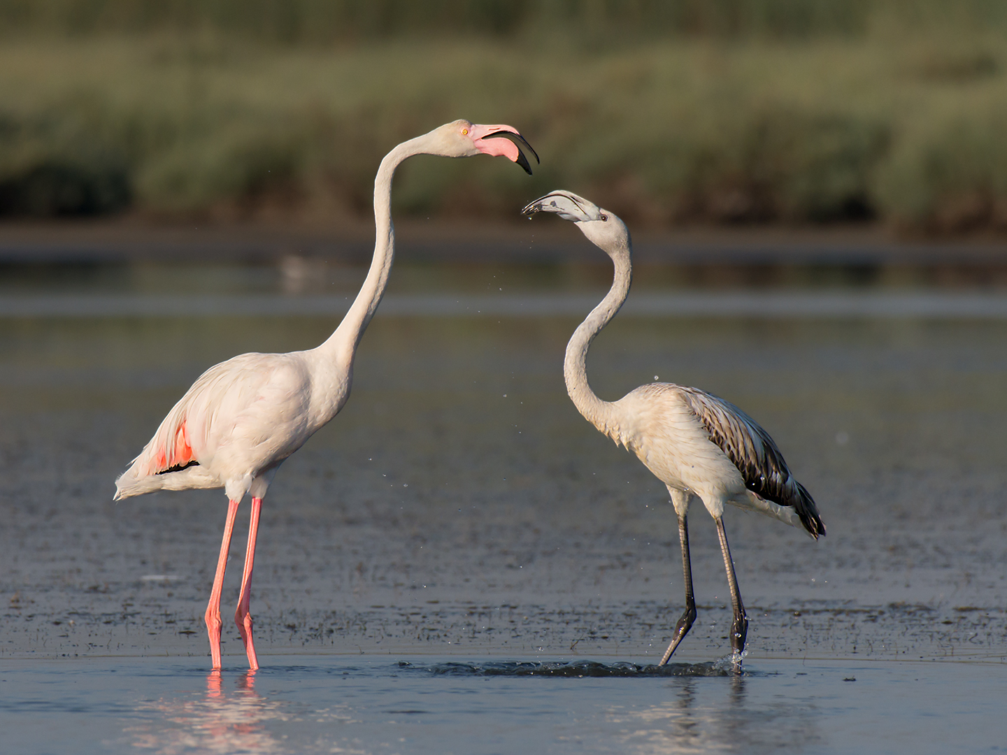 Confronto generazionale