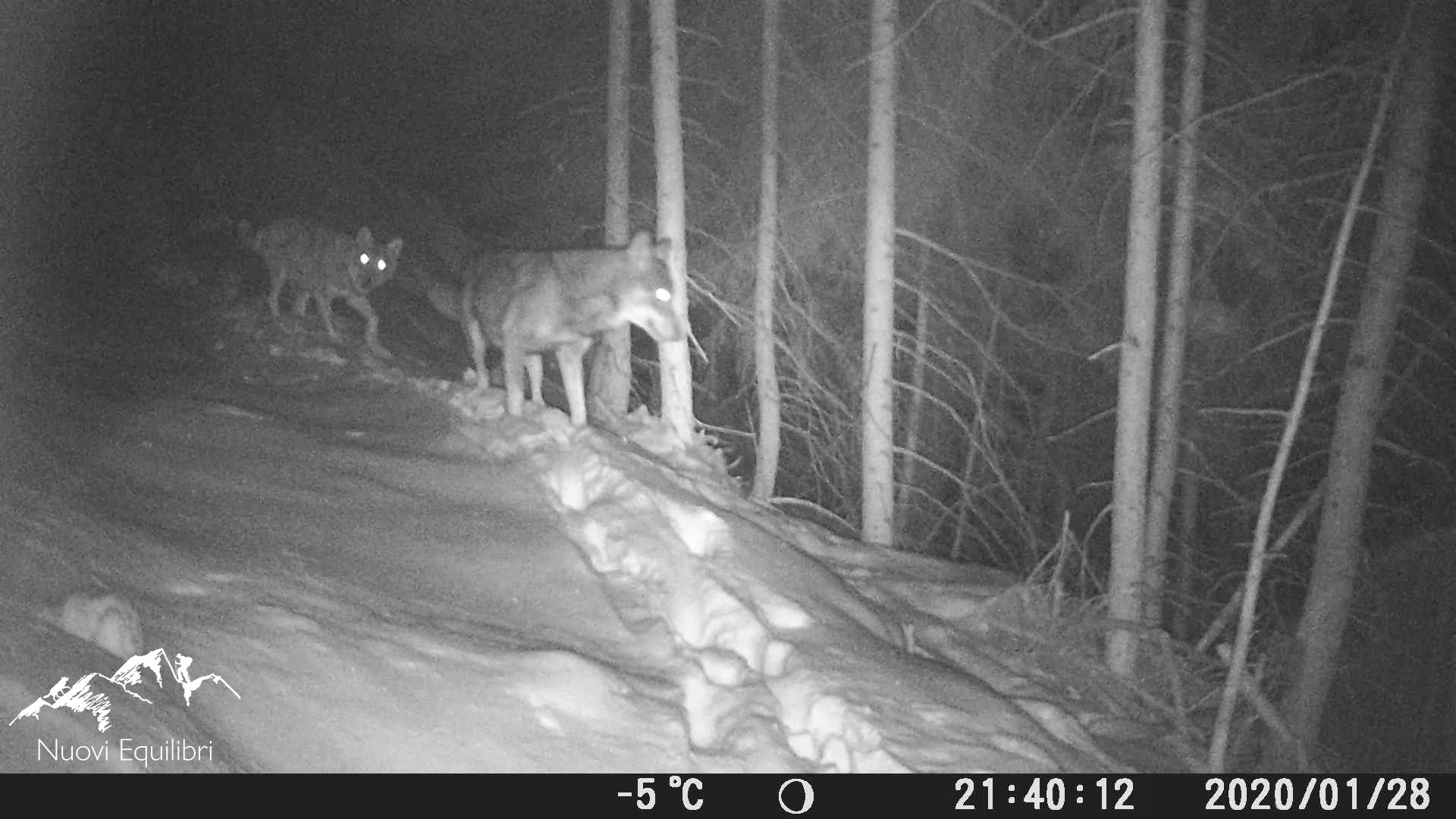 The Mont Blanc couple
