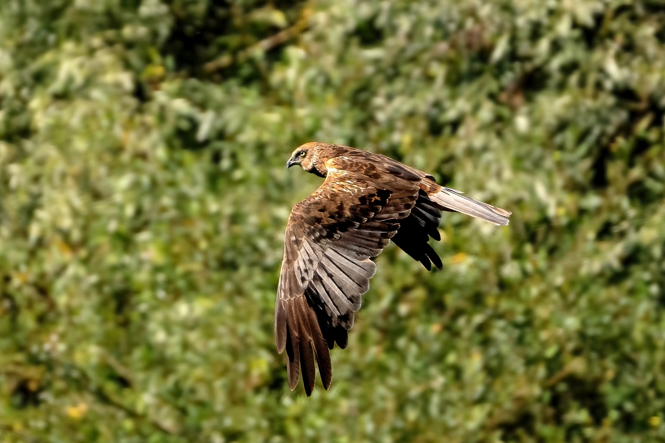 Falco di palude (Circus aeruginosus)