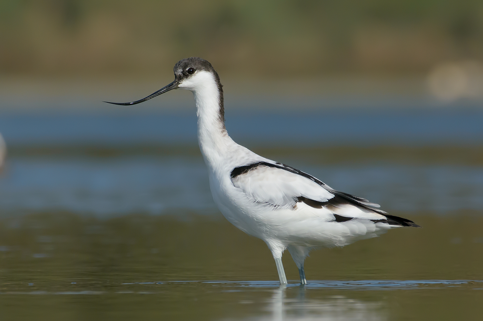 Avocetta.