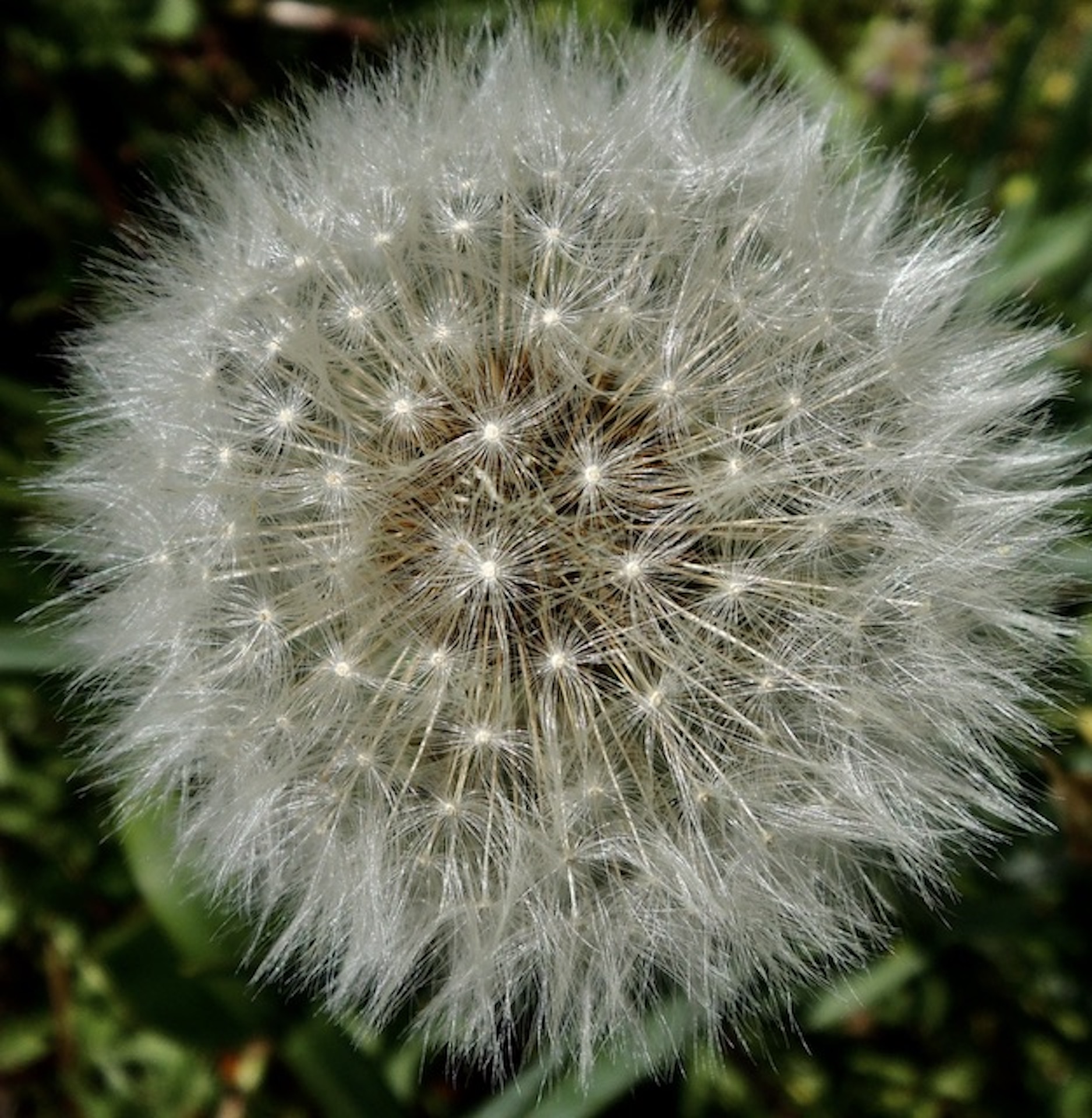 Un soffione brillante.