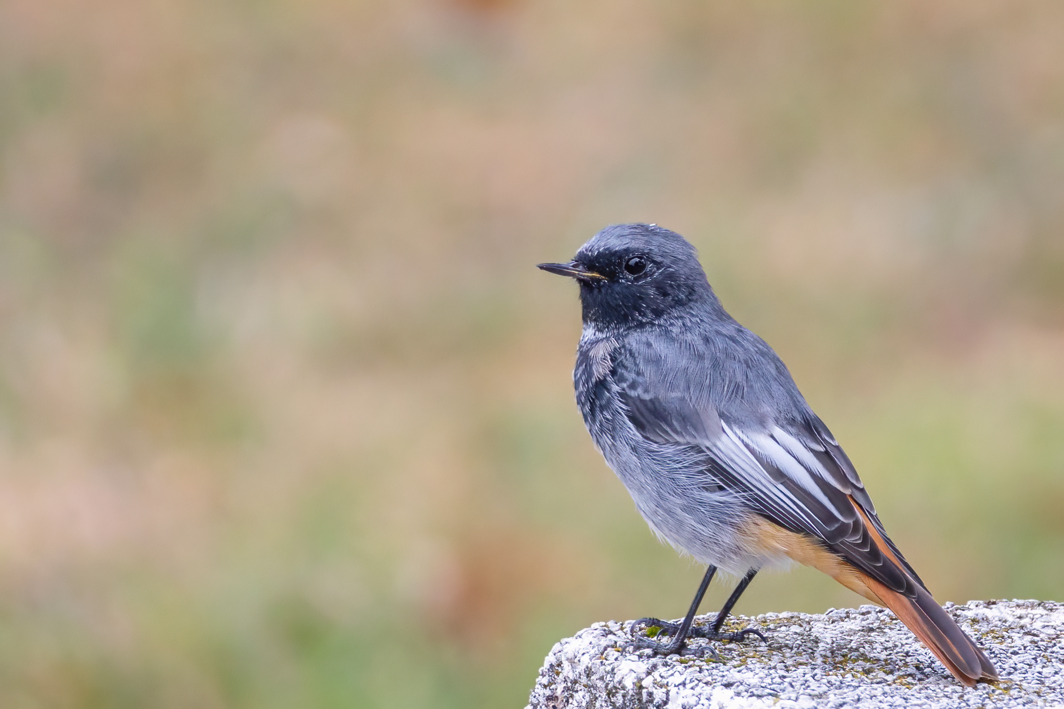 Codirosso spazzacamino