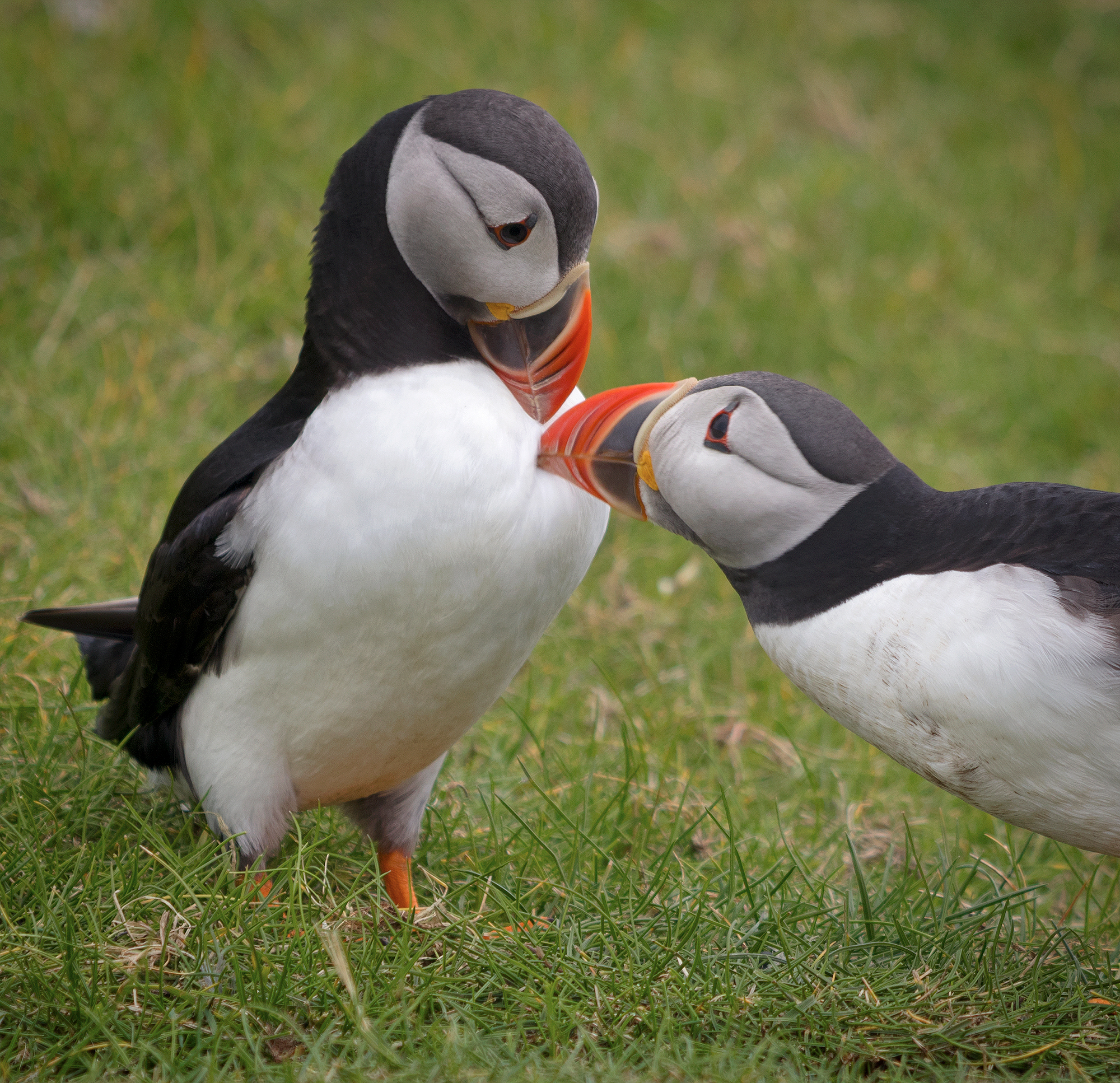 Puffins