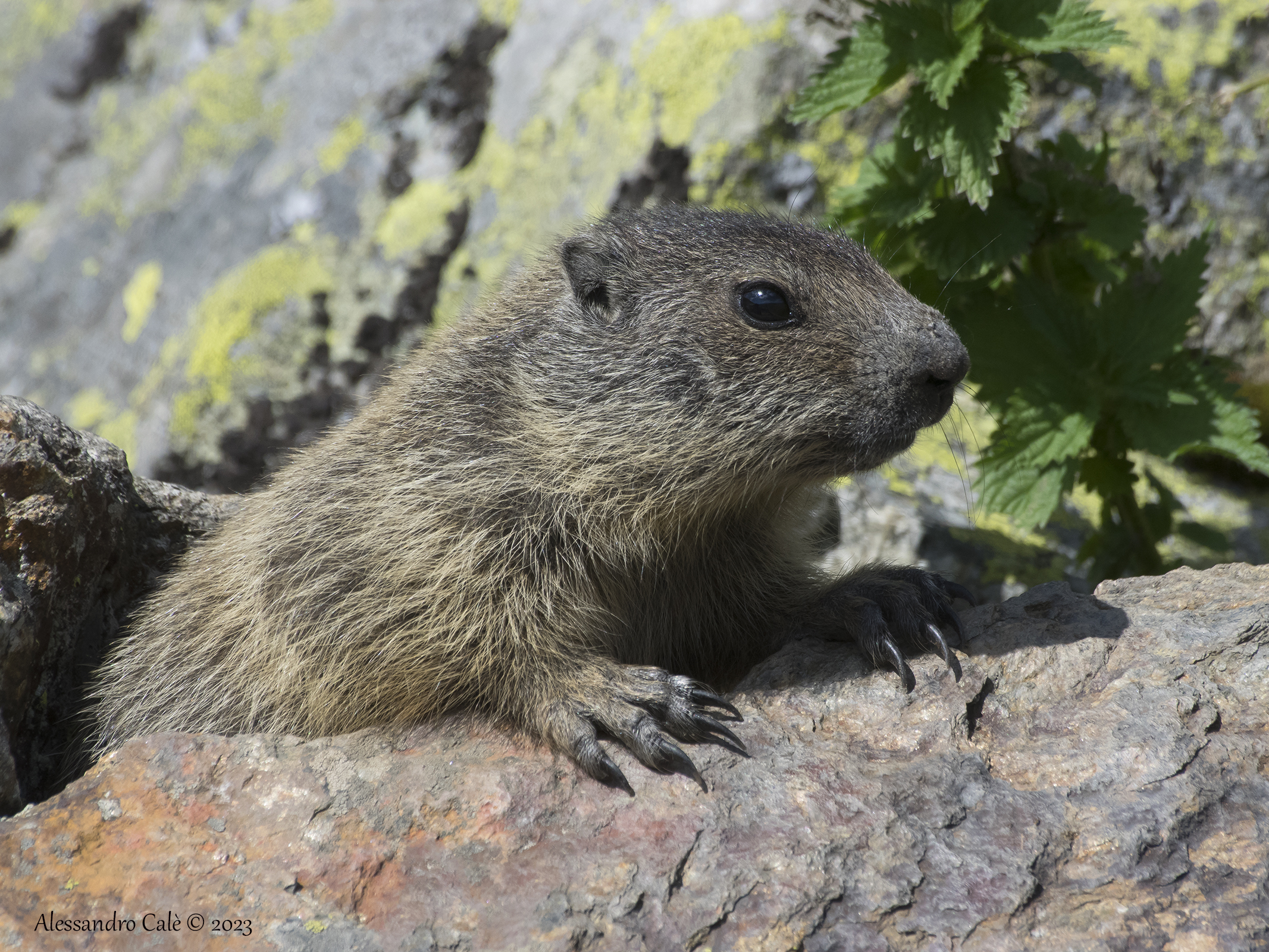 Marmota marmota (Marmotta) 9074