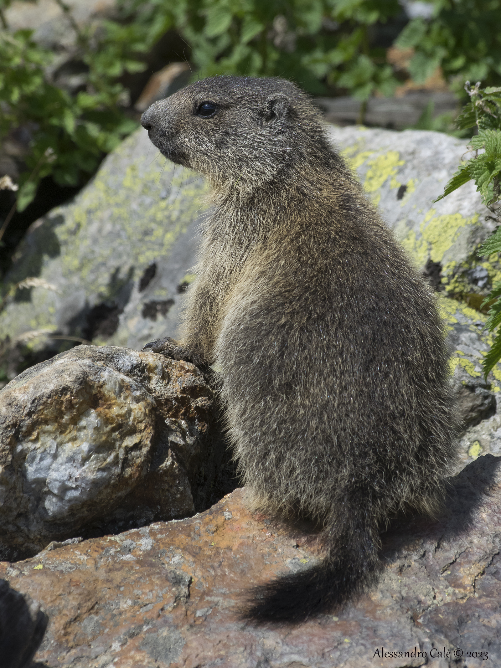 Marmota marmota (Marmotta) 9086