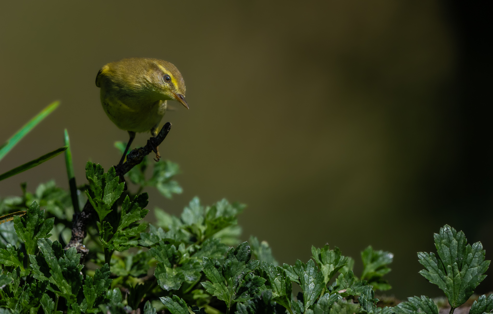 Territoriale Luì grosso