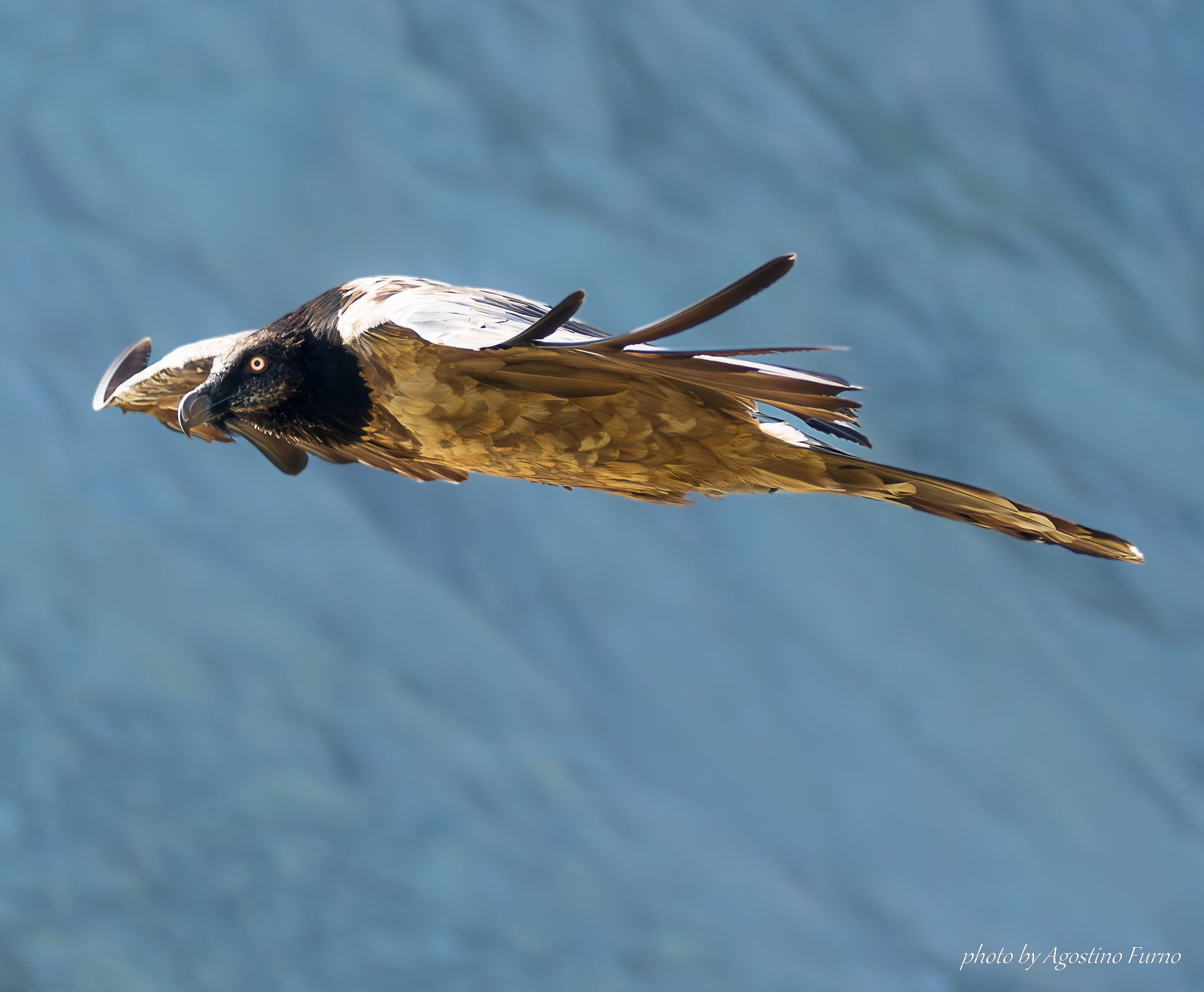 Bearded vulture
