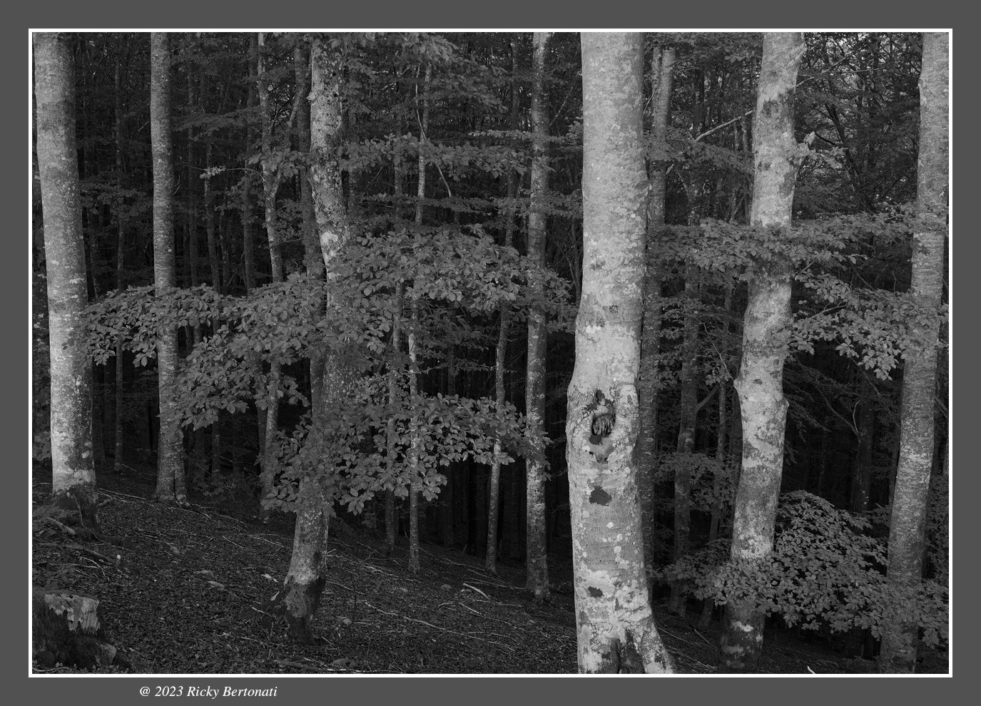 Beech forest Monte Zatta