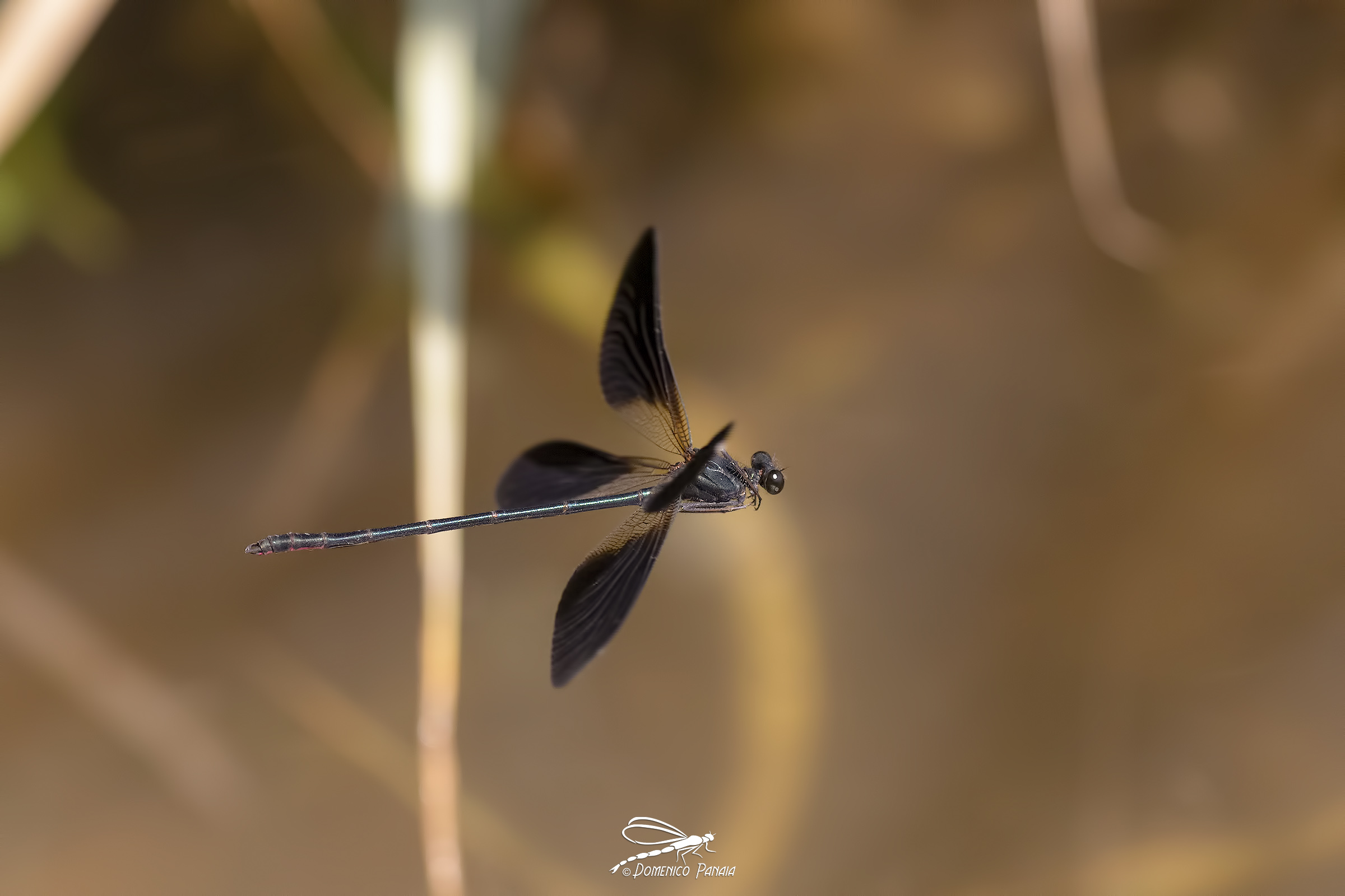 Calopteryx haemorrhoidalis