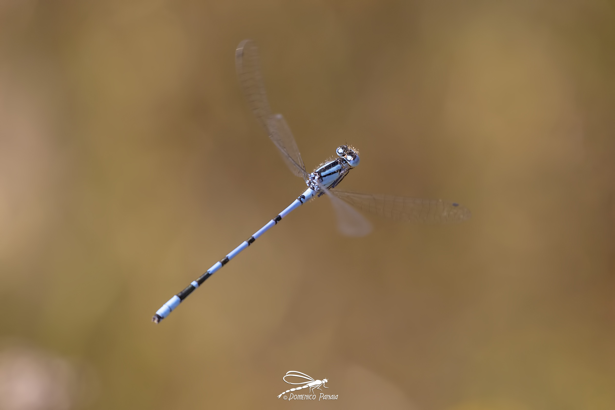 Enallagma cyathigerum