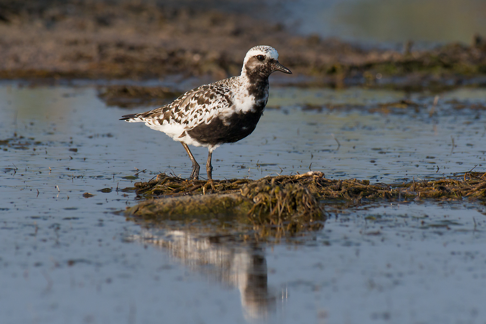 Grey plover