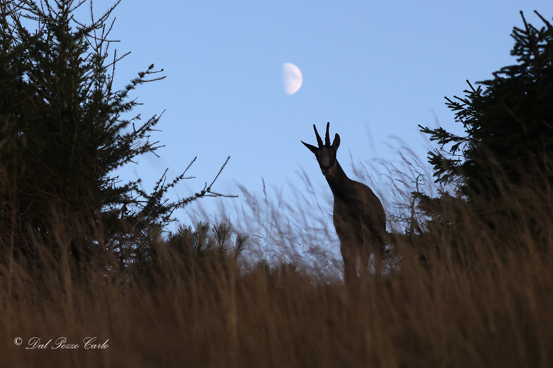 Hunchback to the west.. waxing moon