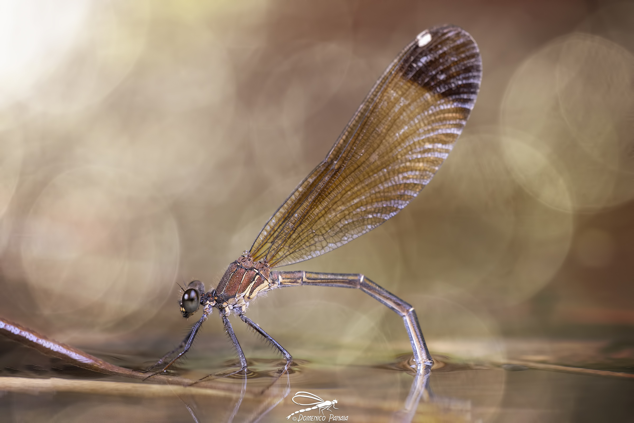 Calopteryx haemorrhoidalis female