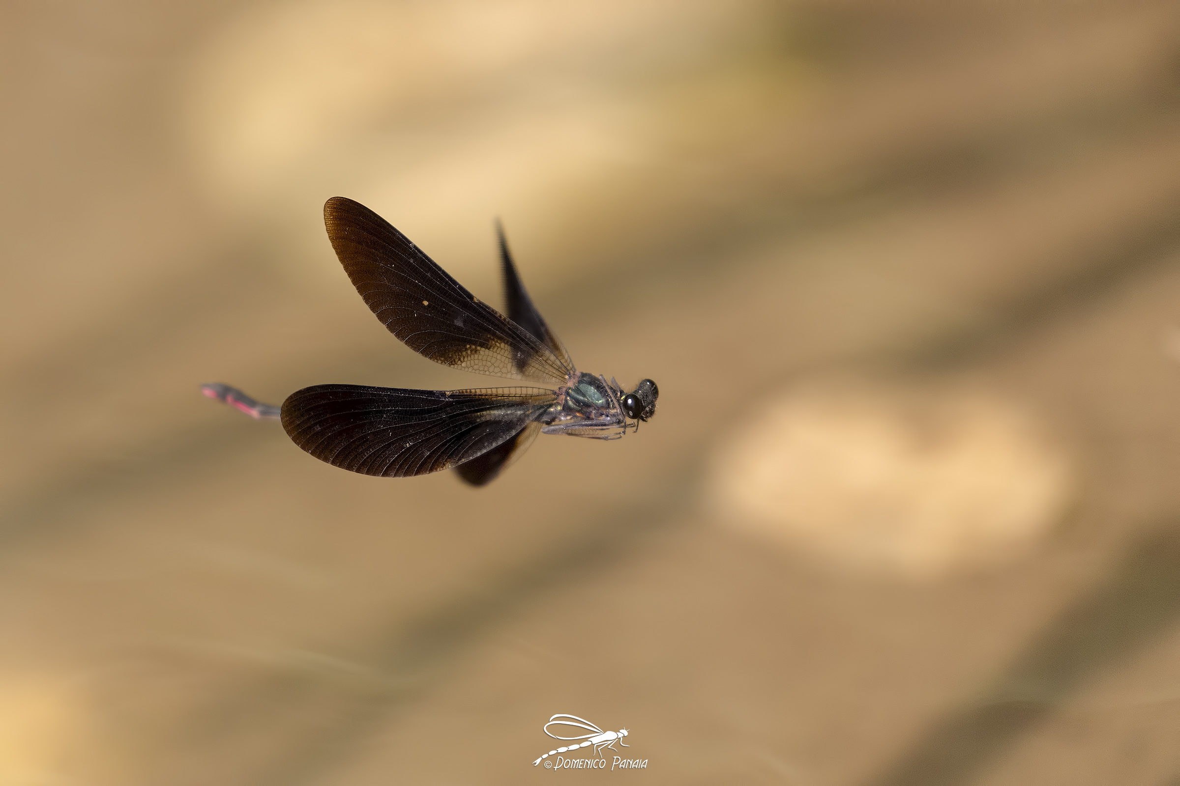 calopteryx haemorrhoidalis