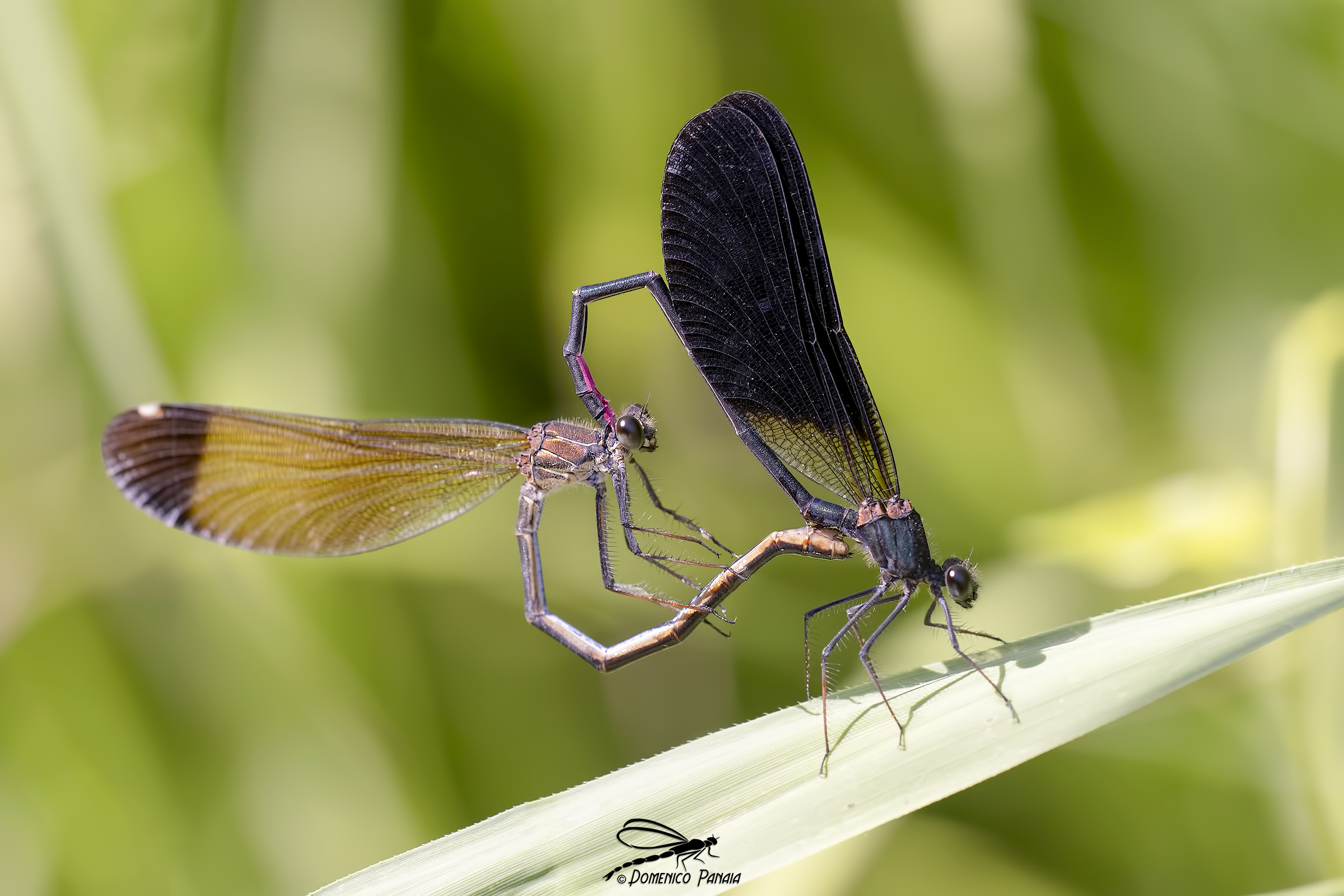 Calopteryx haemorrhoidalis