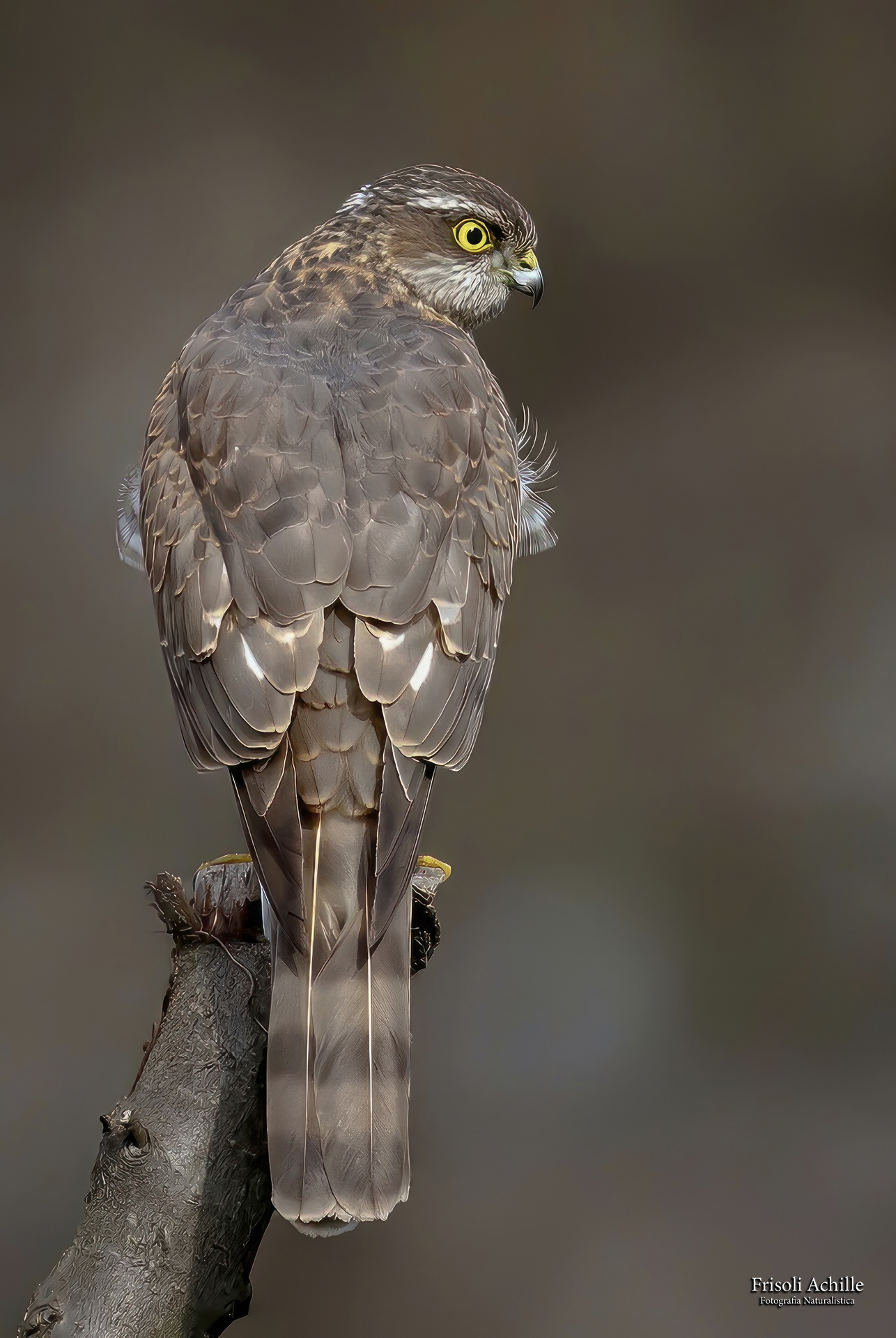 Sparrowhawk