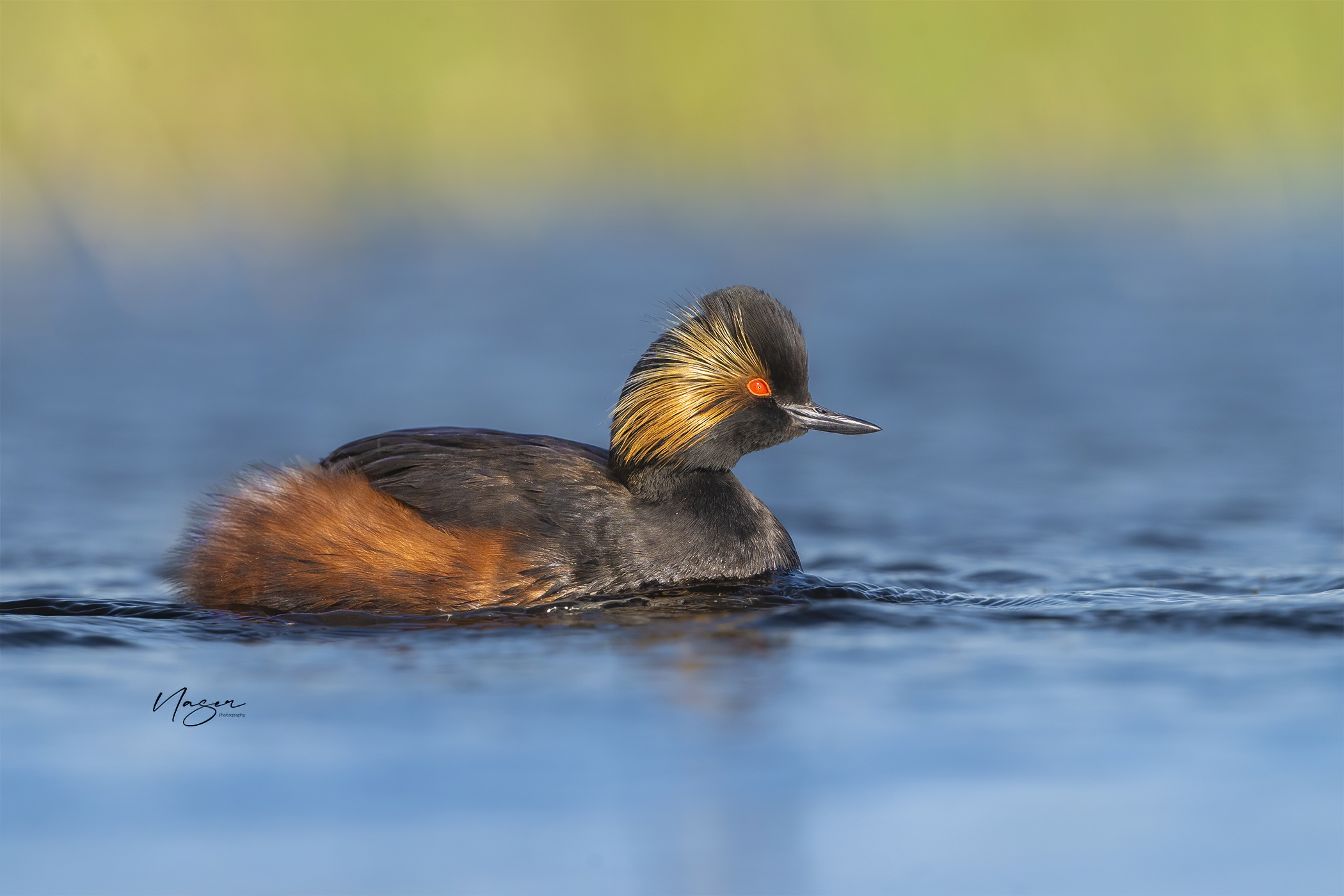 black-necked grebe