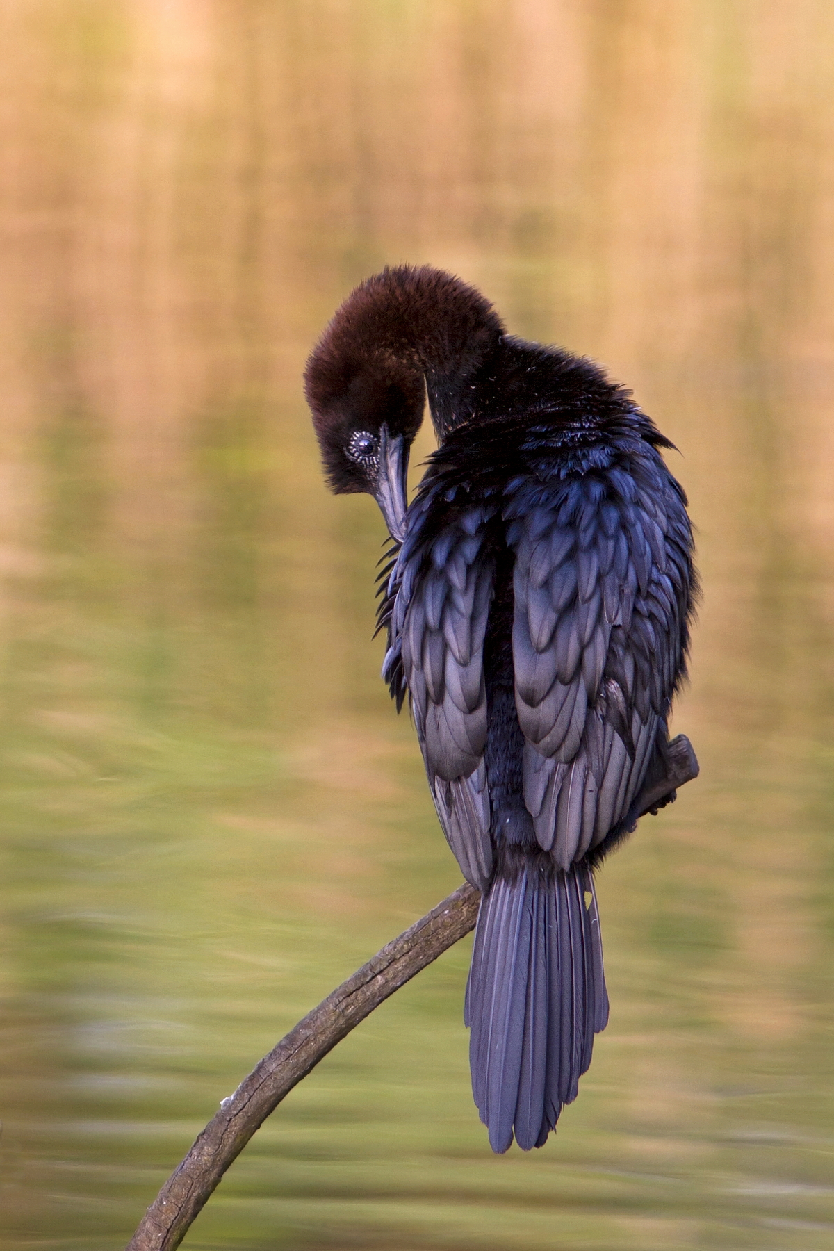 Pygmy Cormorant