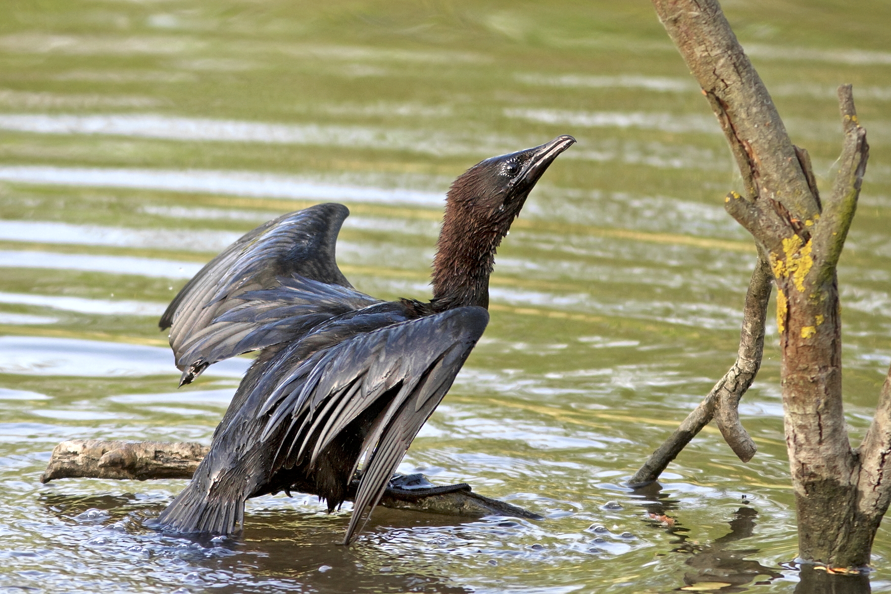 Pygmy Cormorant