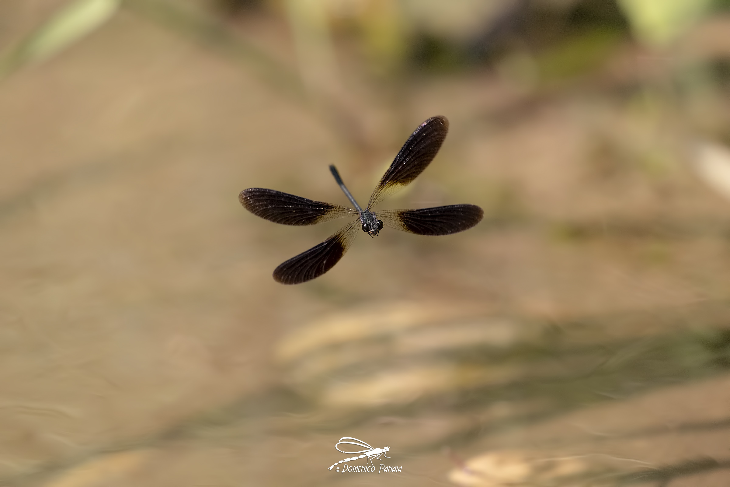 calopteryx haemorrhoidalis