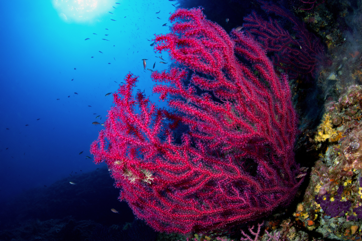 Isuela Parco Portofino