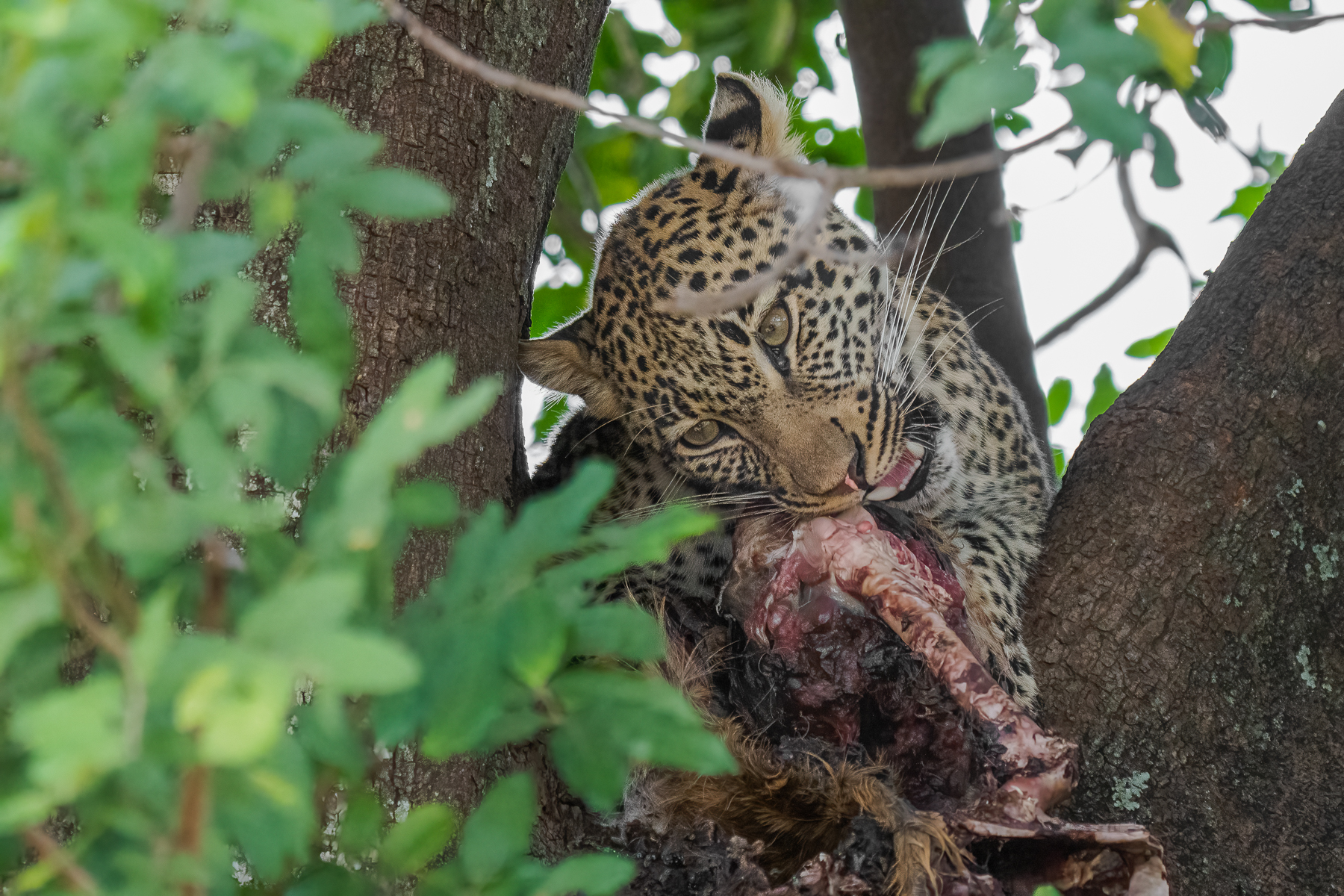 Young leopard with prey