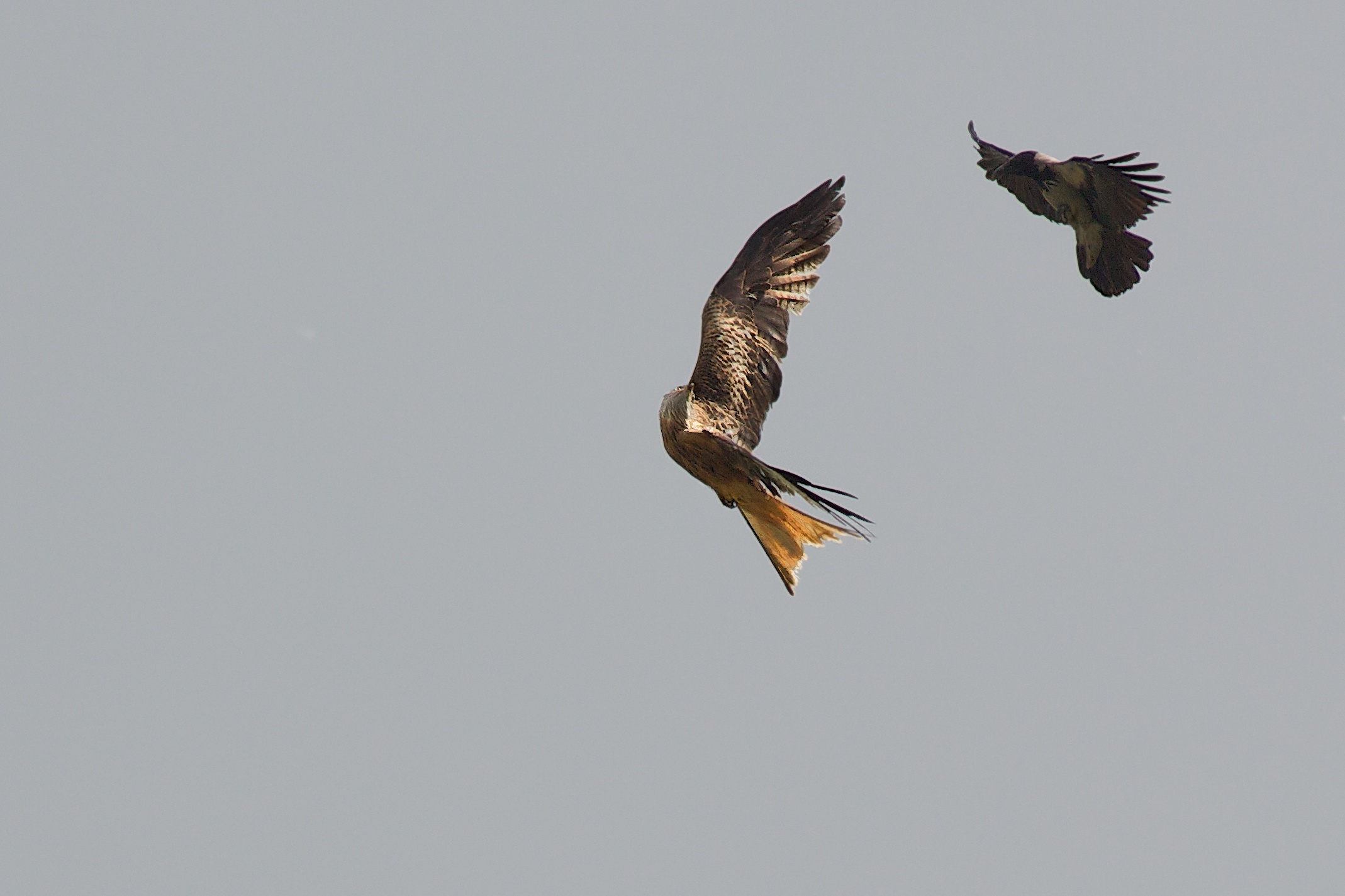 Crow vs. Red Kite