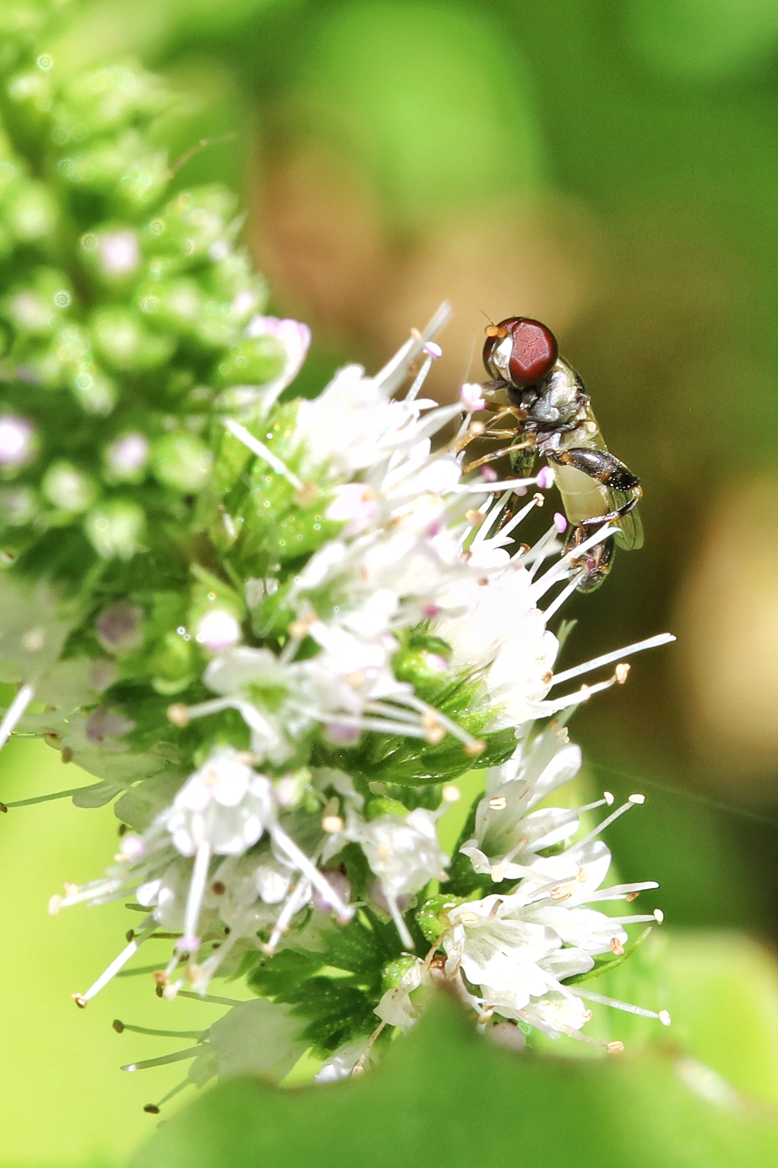 Syritta pipiens &male;