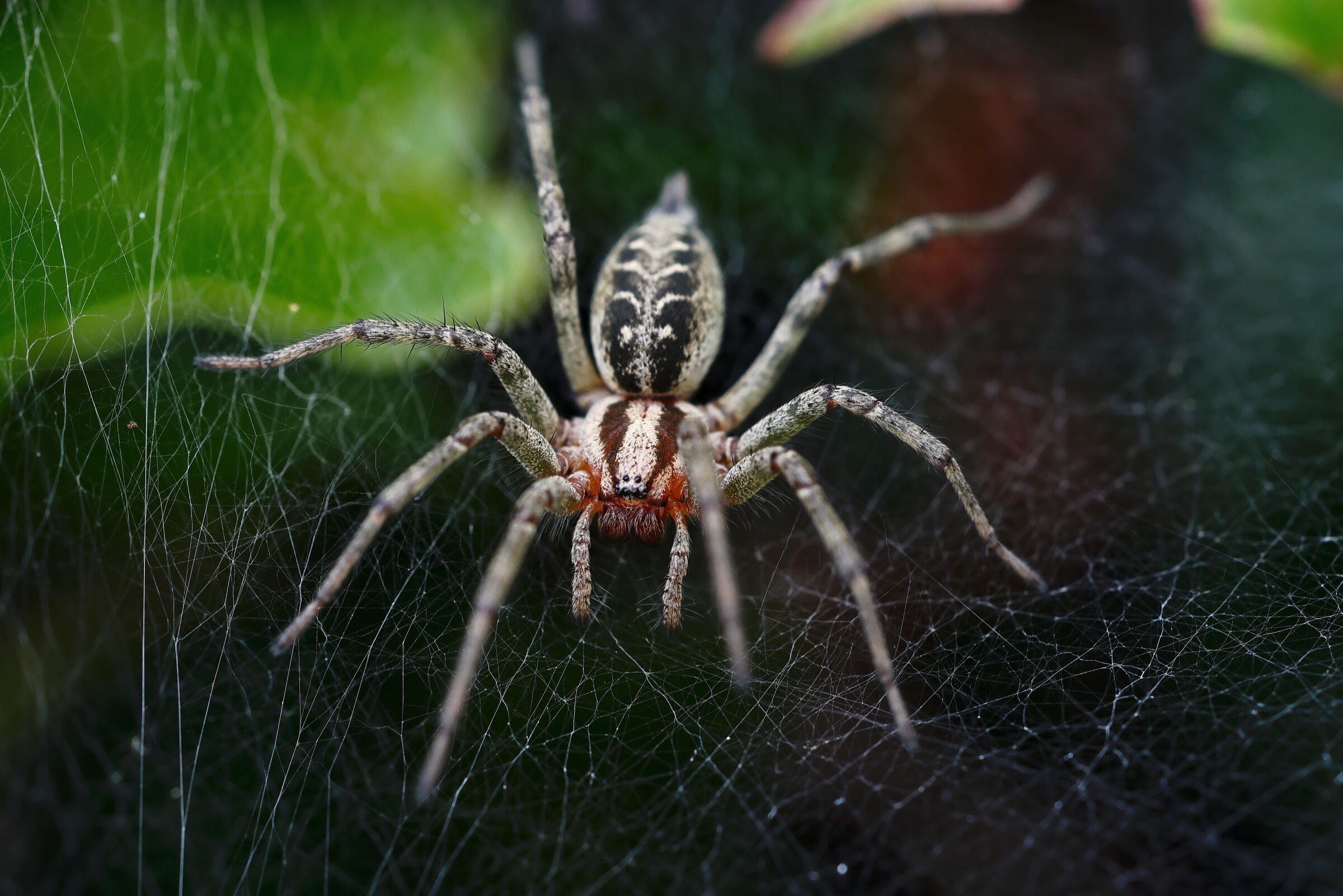 Agelena labyrinthica