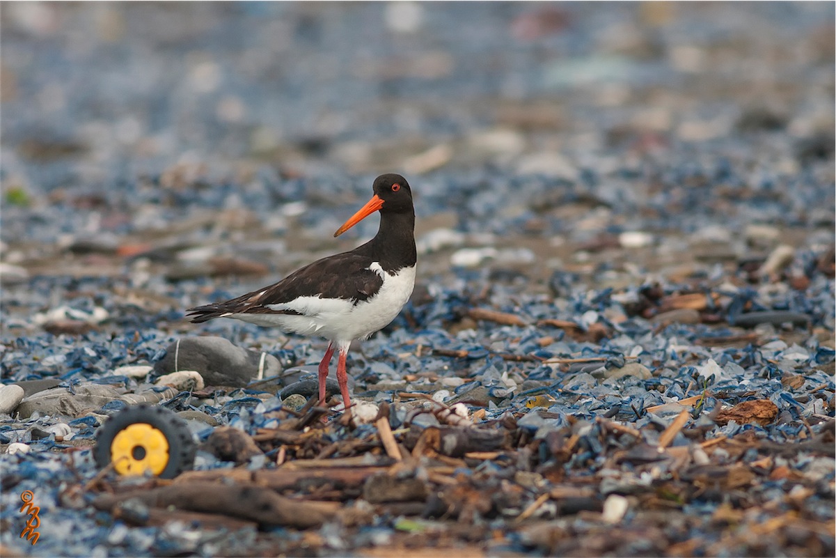 Oystercatcher